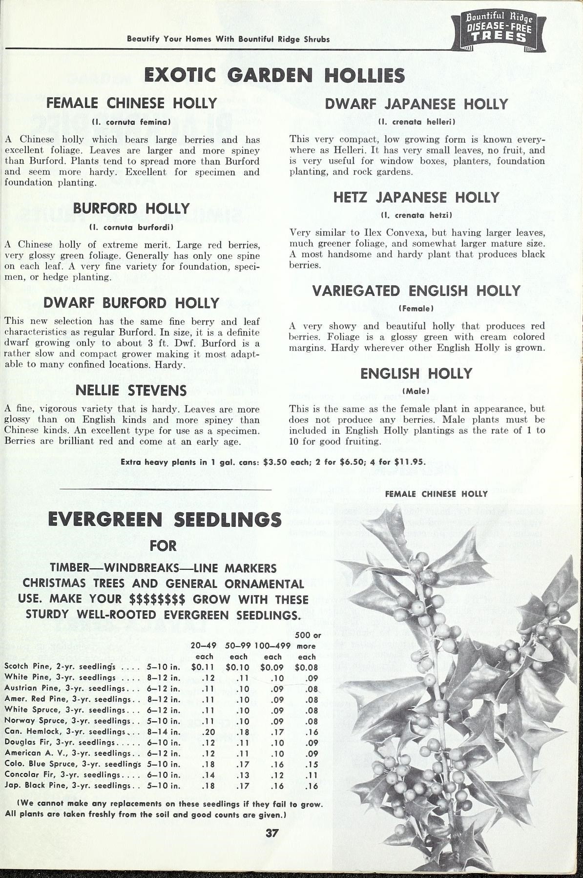 Holly, Burford Dwarf — whole plant