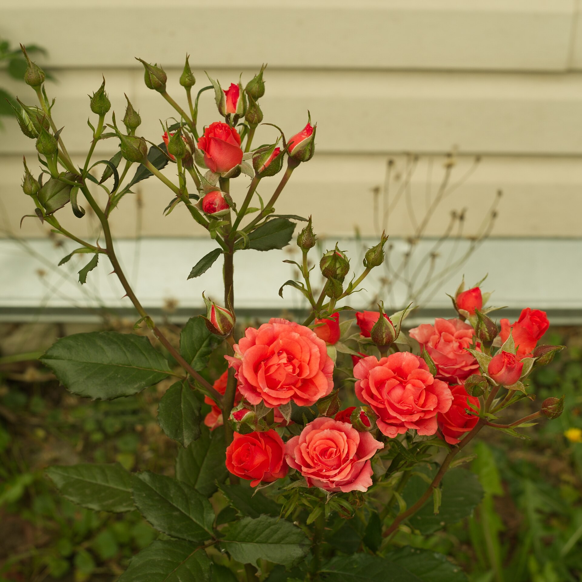 Rose, Knockout Rose Double Red — flowers or notable detail