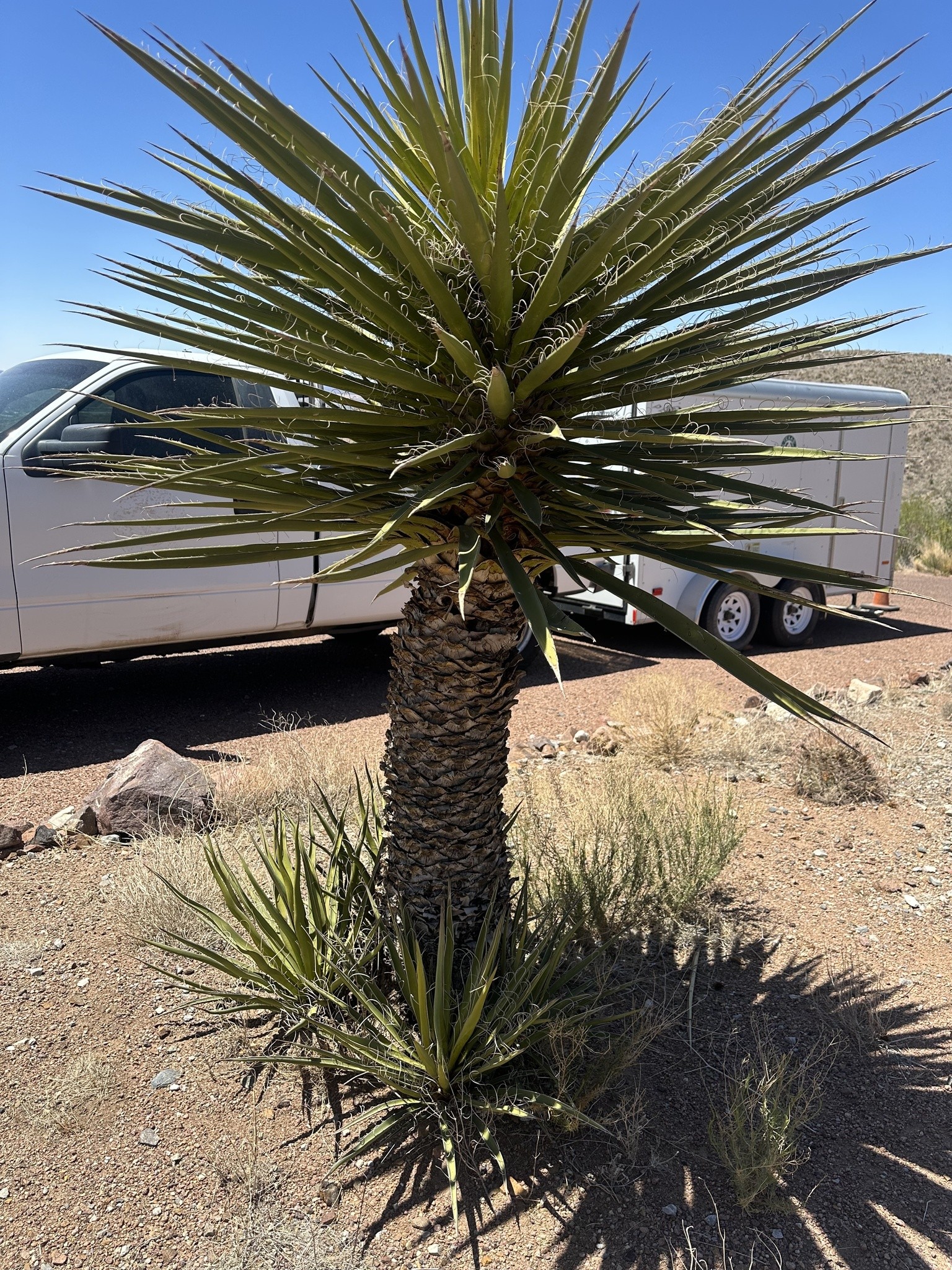 Yucca, Faxon (Giant White) — flowers or notable detail