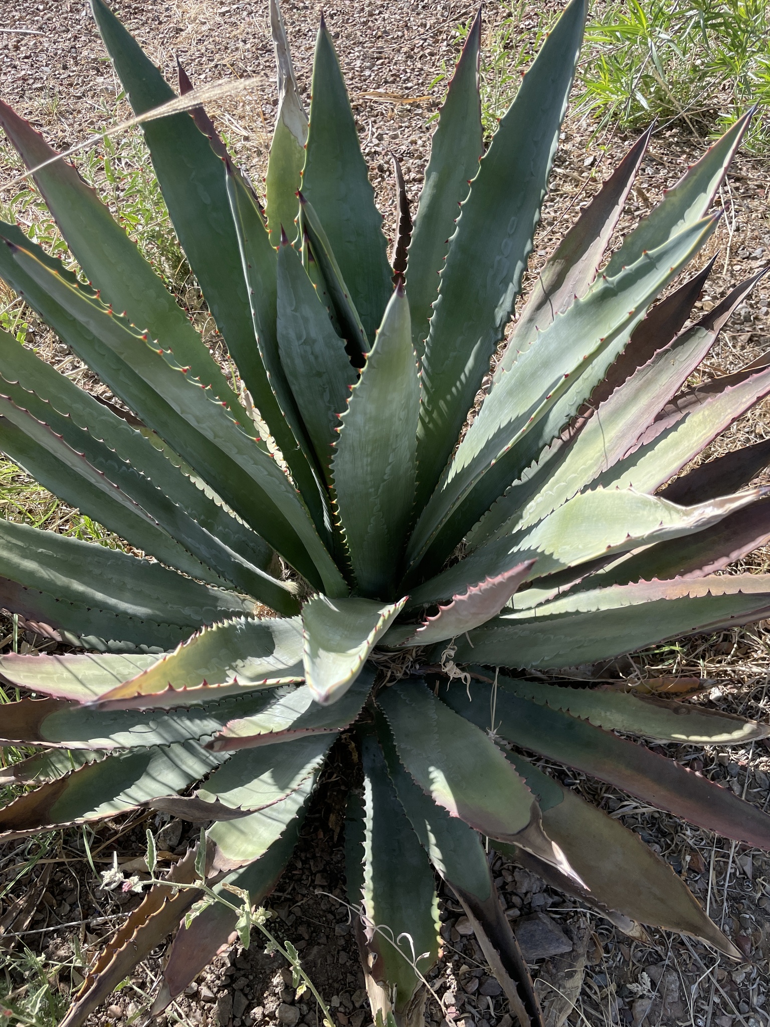 Agave, Variegated Murpheyi — whole plant