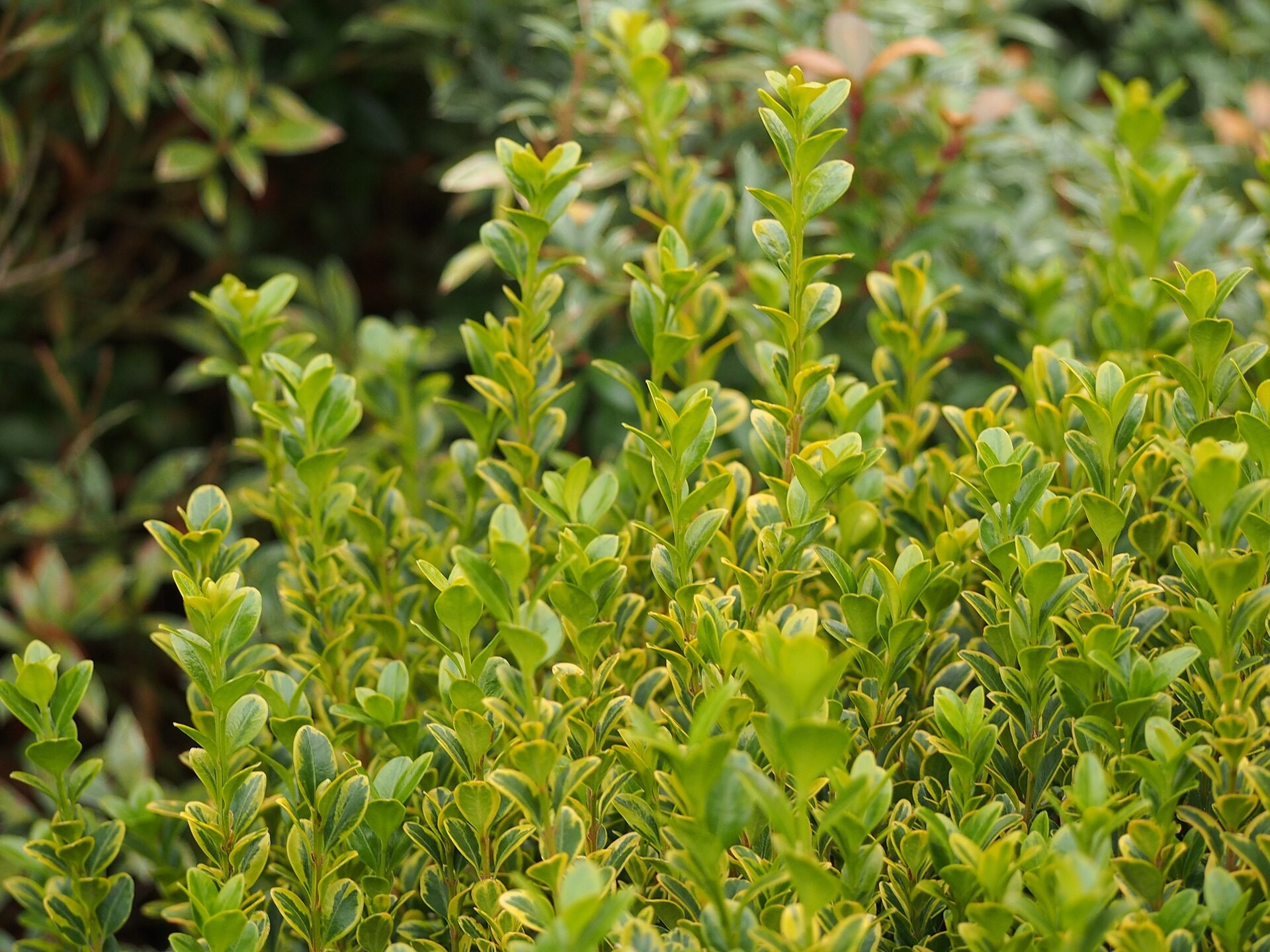 Topiary, Boxwood 2-Tier — whole plant