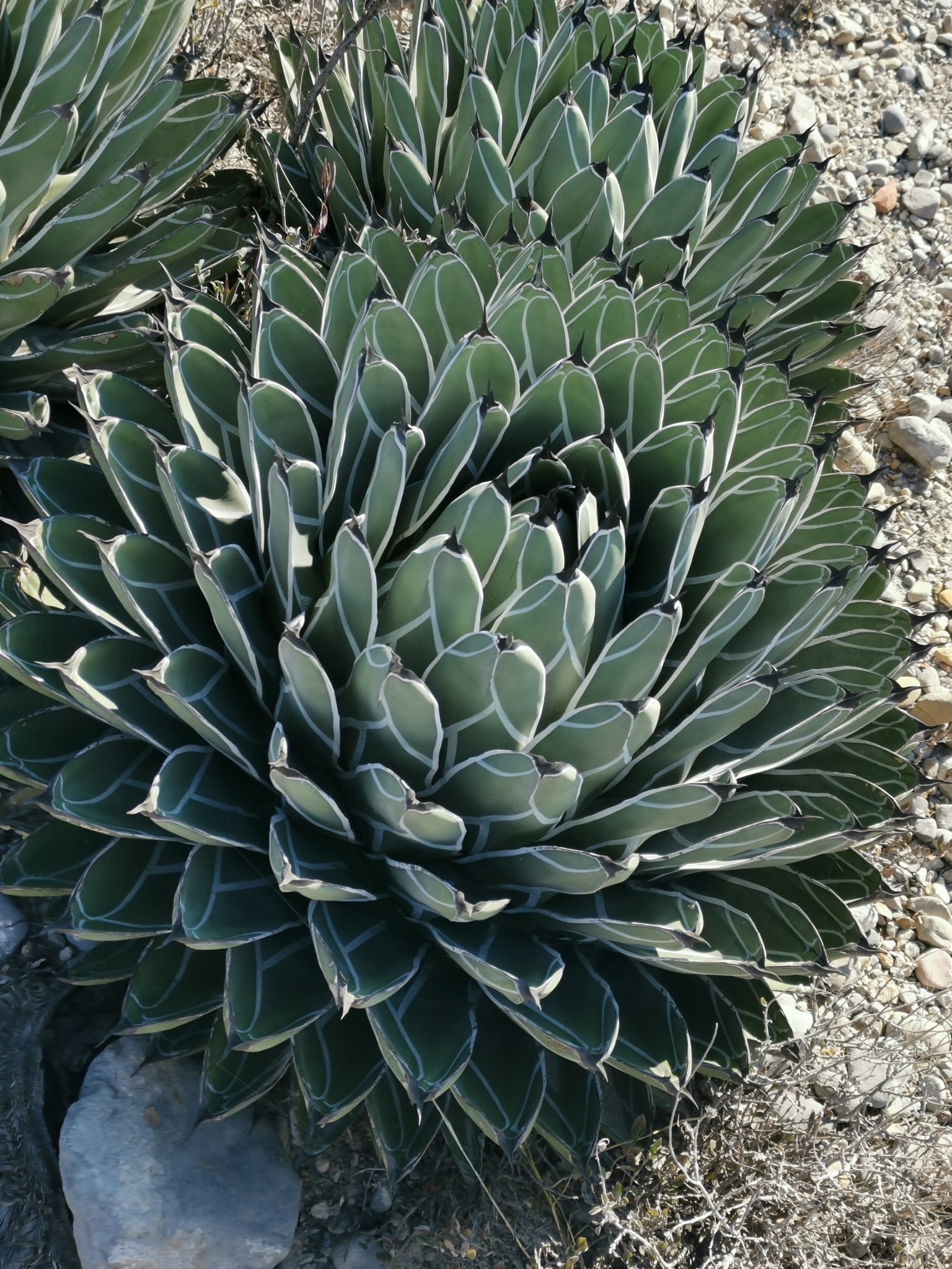 Agave, King Ferdinand — leaf structure (margins, teeth, imprint, color)