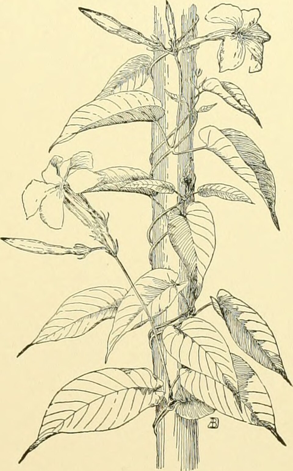 Carolina Jessamine — whole plant