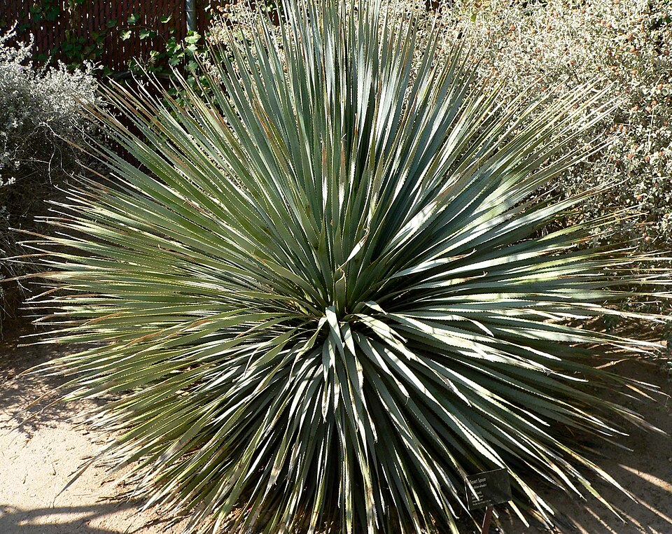 Sotol Blue Wheeler — whole plant