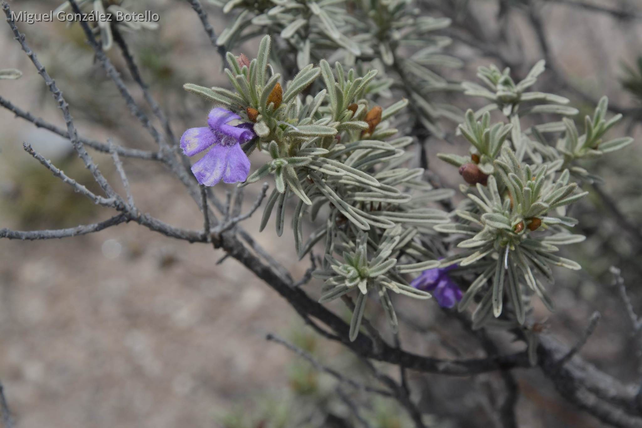 Texas Sage, Microburst — whole plant
