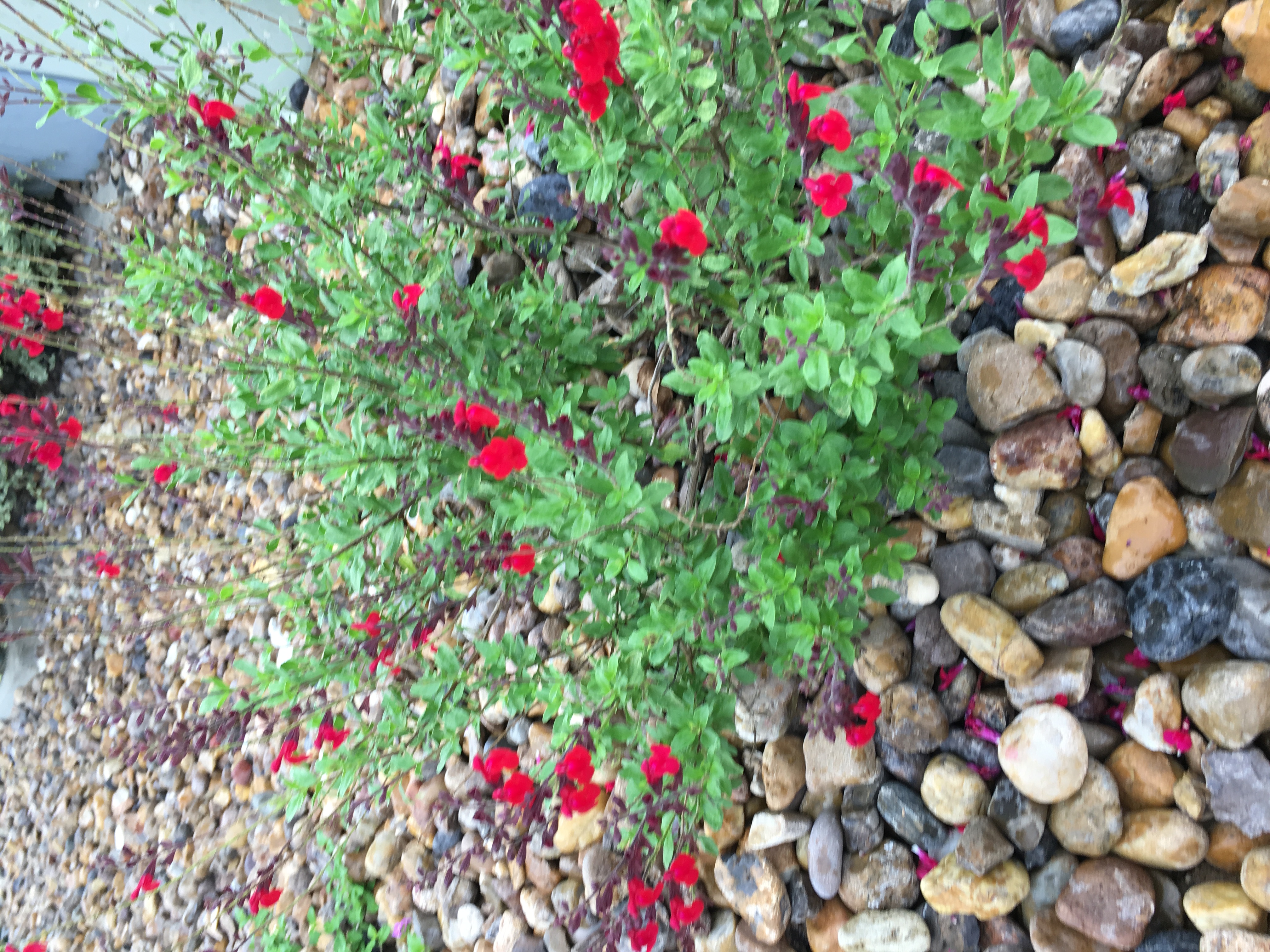 Autumn Sage — whole plant
