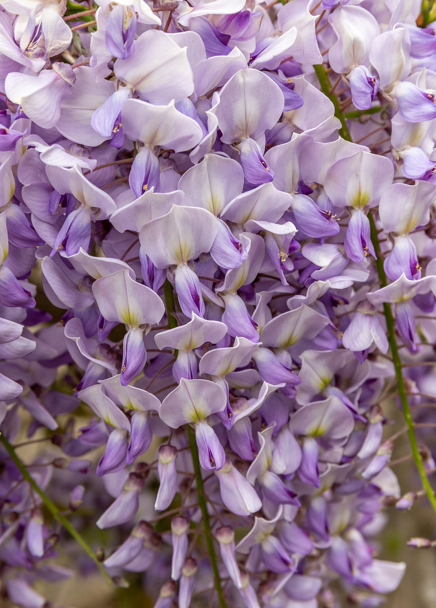 Wisteria — flowers or notable detail