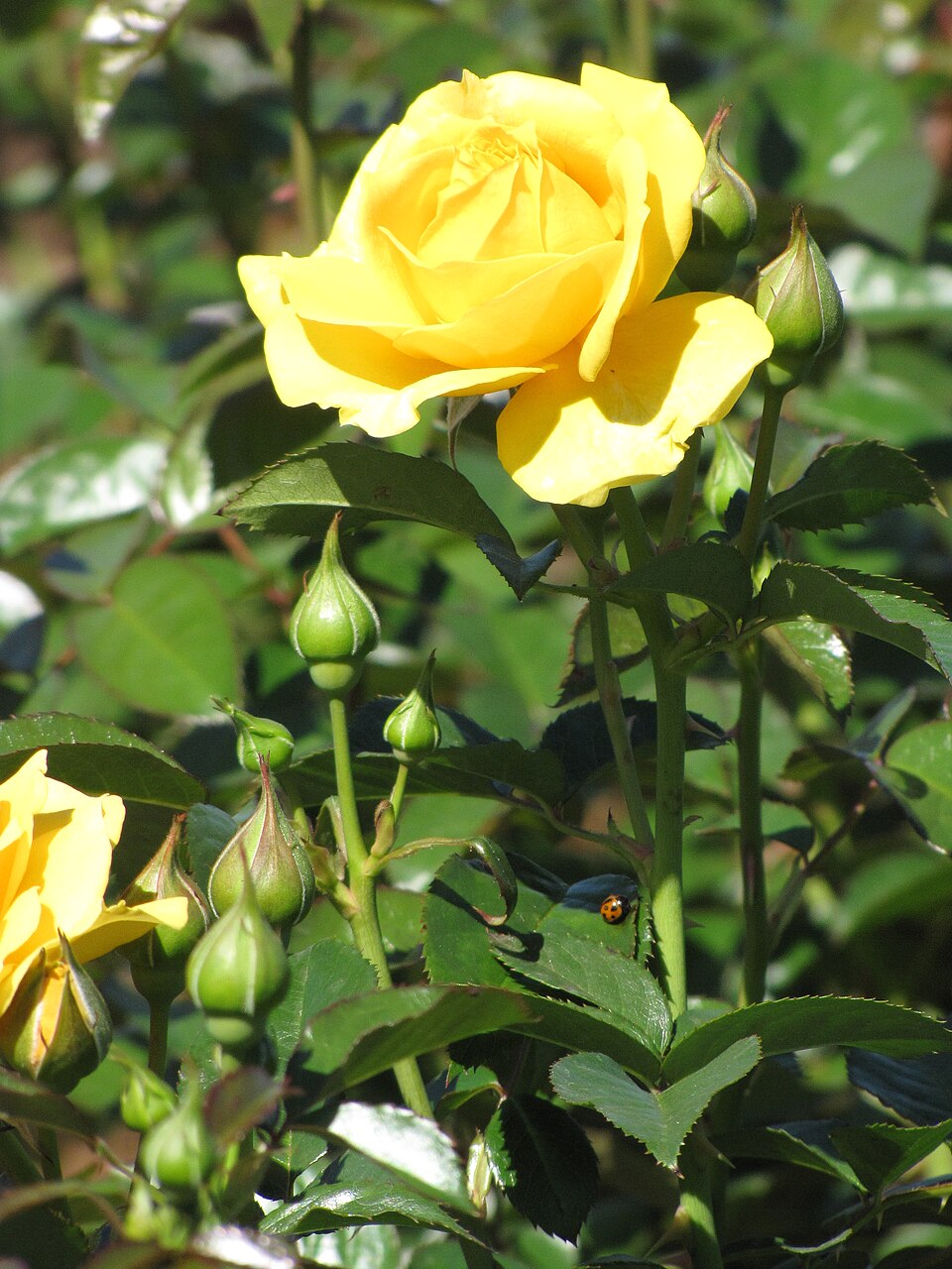 Rose, Julia Childs — flowers or notable detail