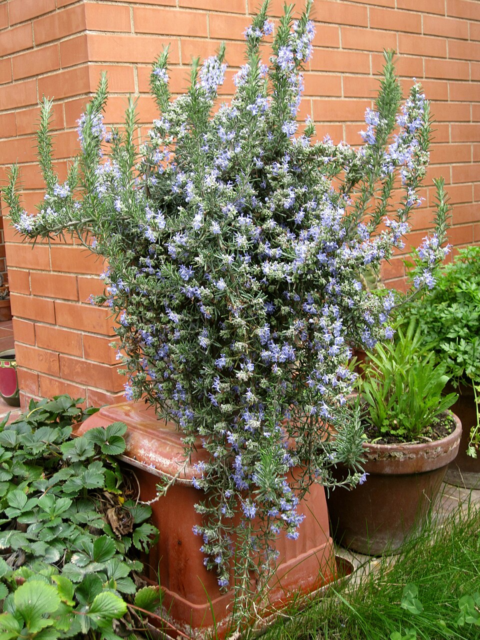 Rosemary Trailing — whole plant