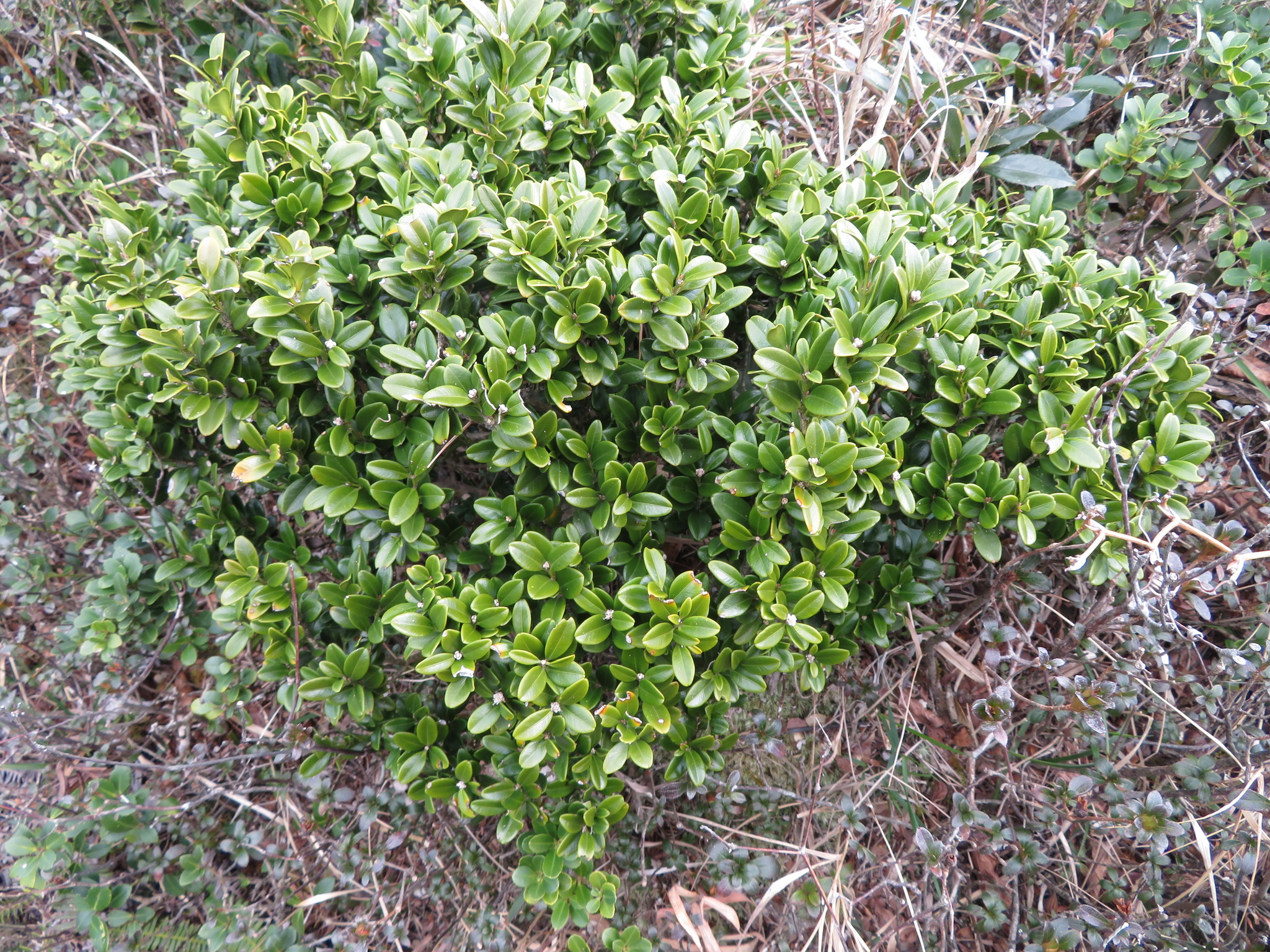 Boxwood, Wintergreen And Japanese — flowers or notable detail