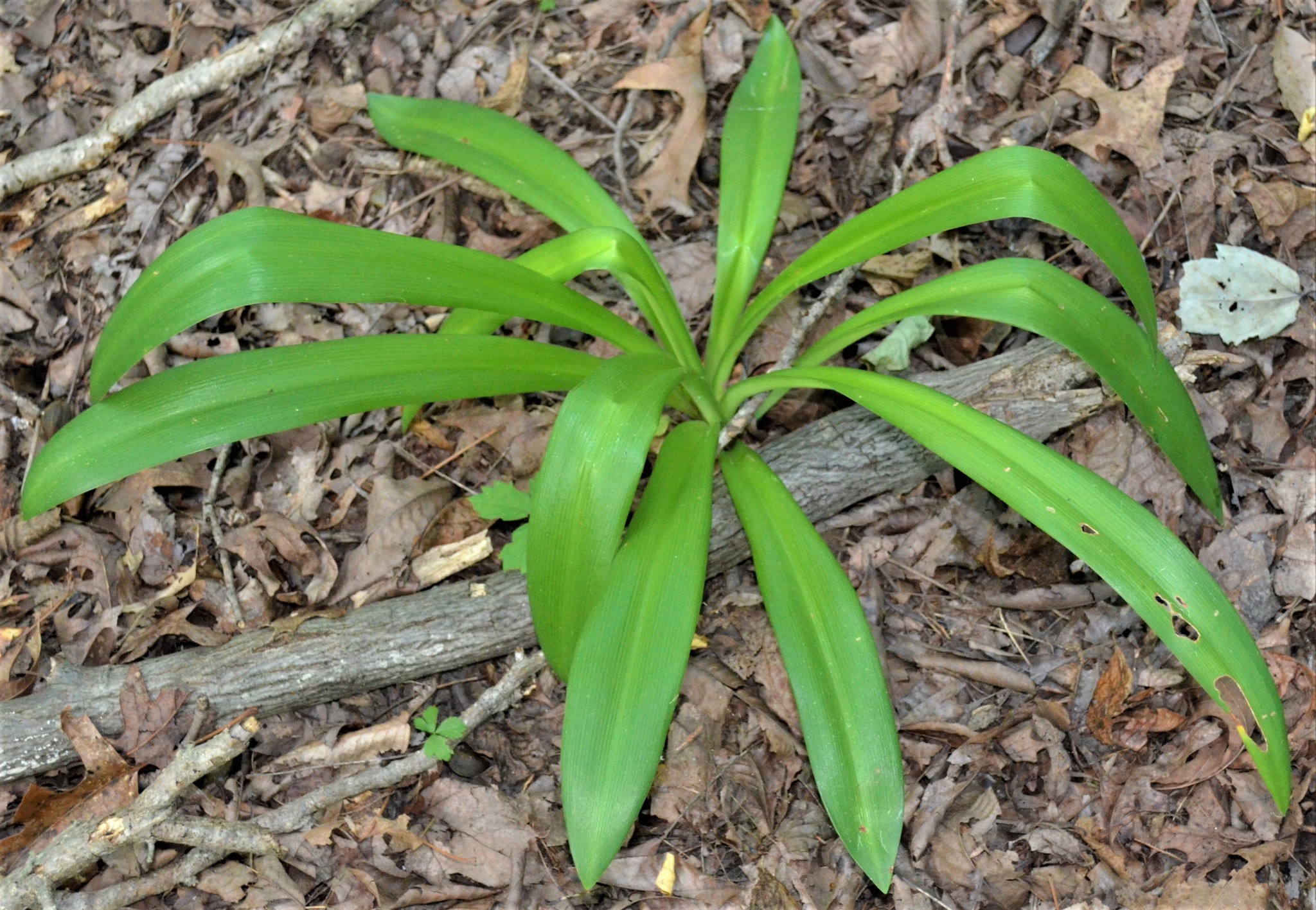 Spider Lily, Giant — whole plant