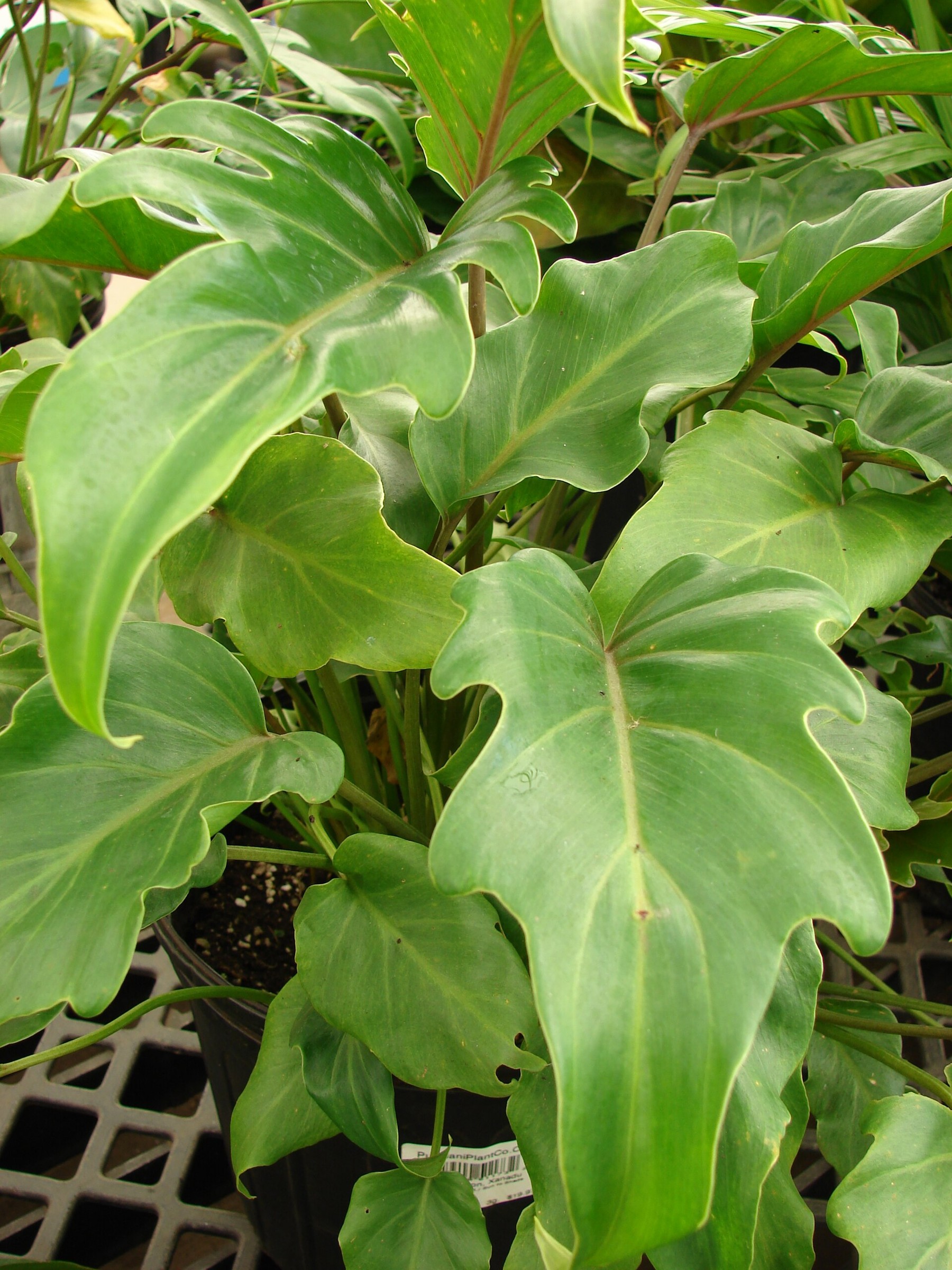 Philodendron Xanadu — flowers or notable detail