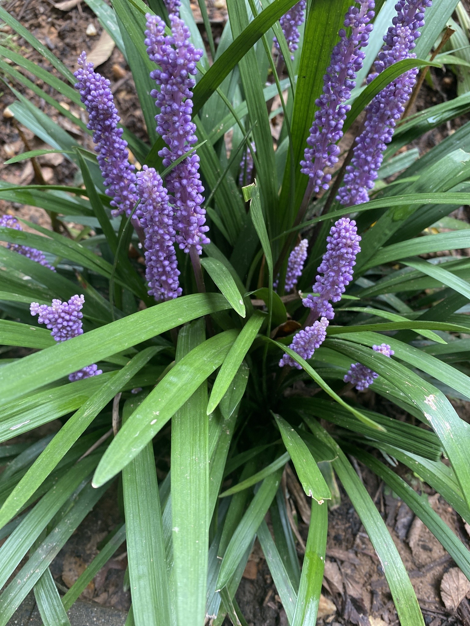 Liriope, Super Blue/Giant — flowers or notable detail