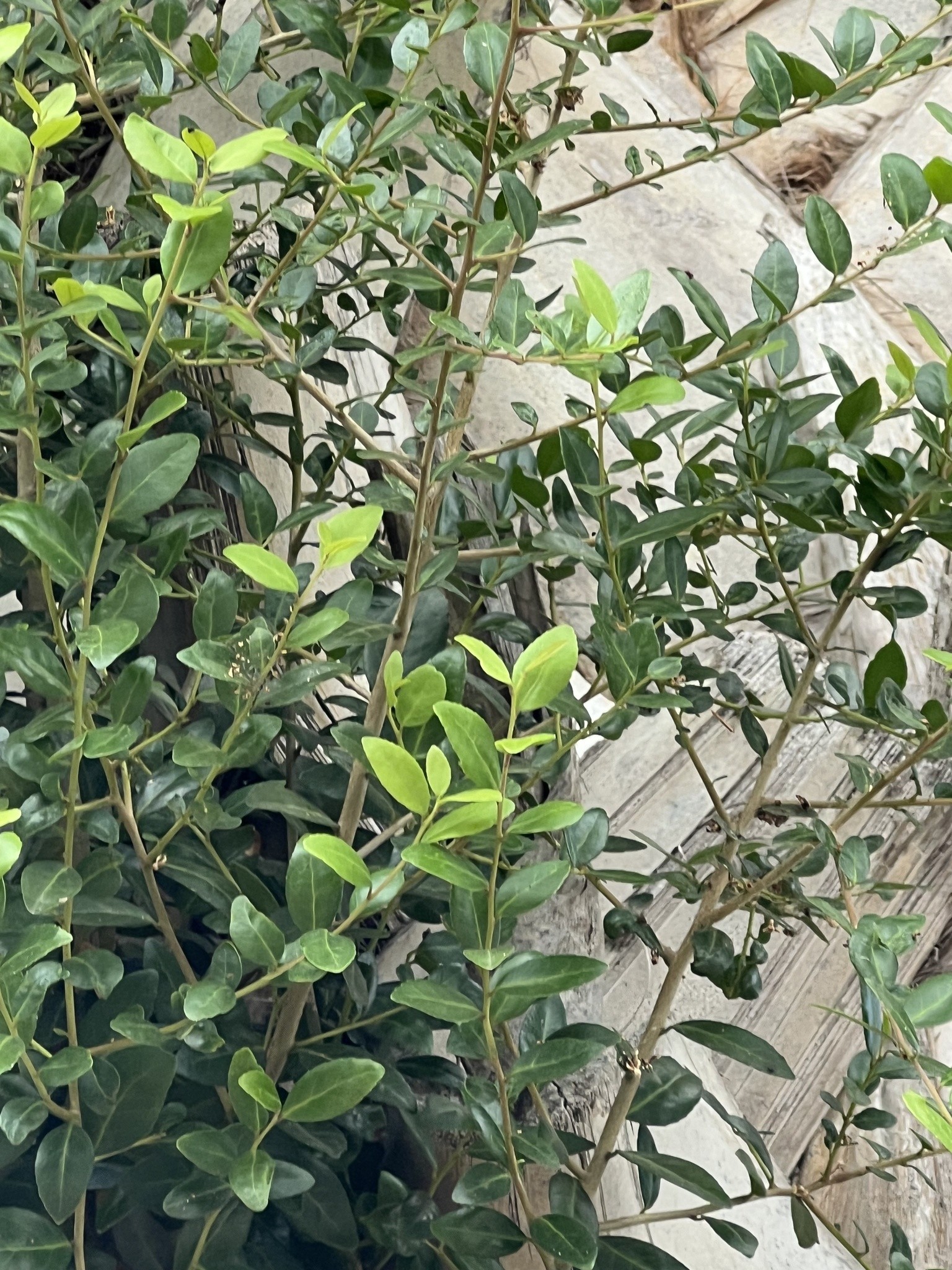 Holly, Skyline — flowers or notable detail