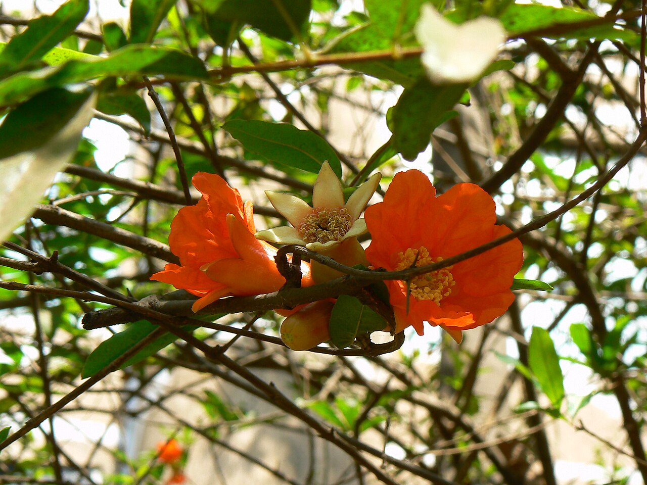 Pomegranate, Dwarf — flowers or notable detail