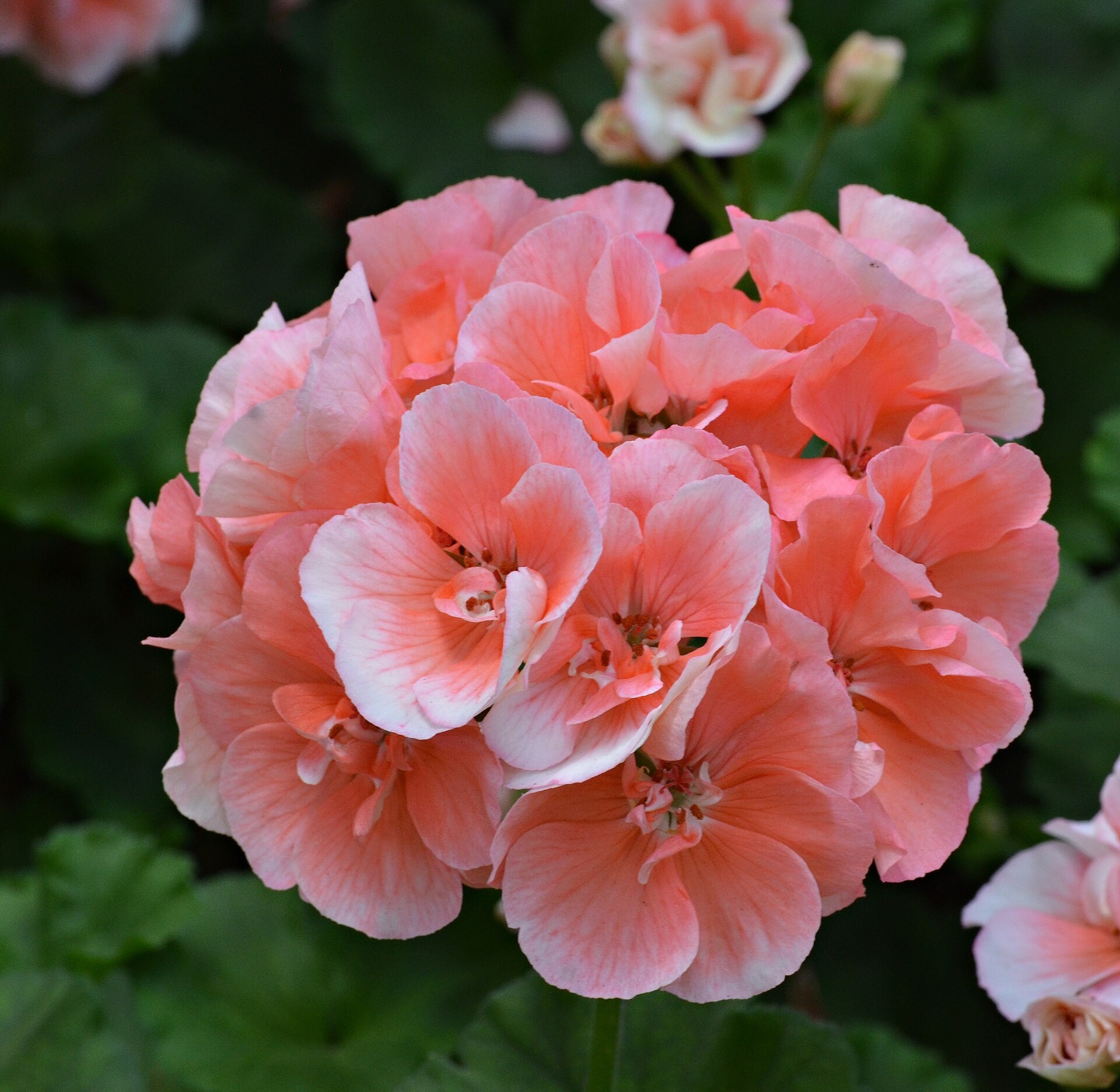 Geranium — flowers or notable detail