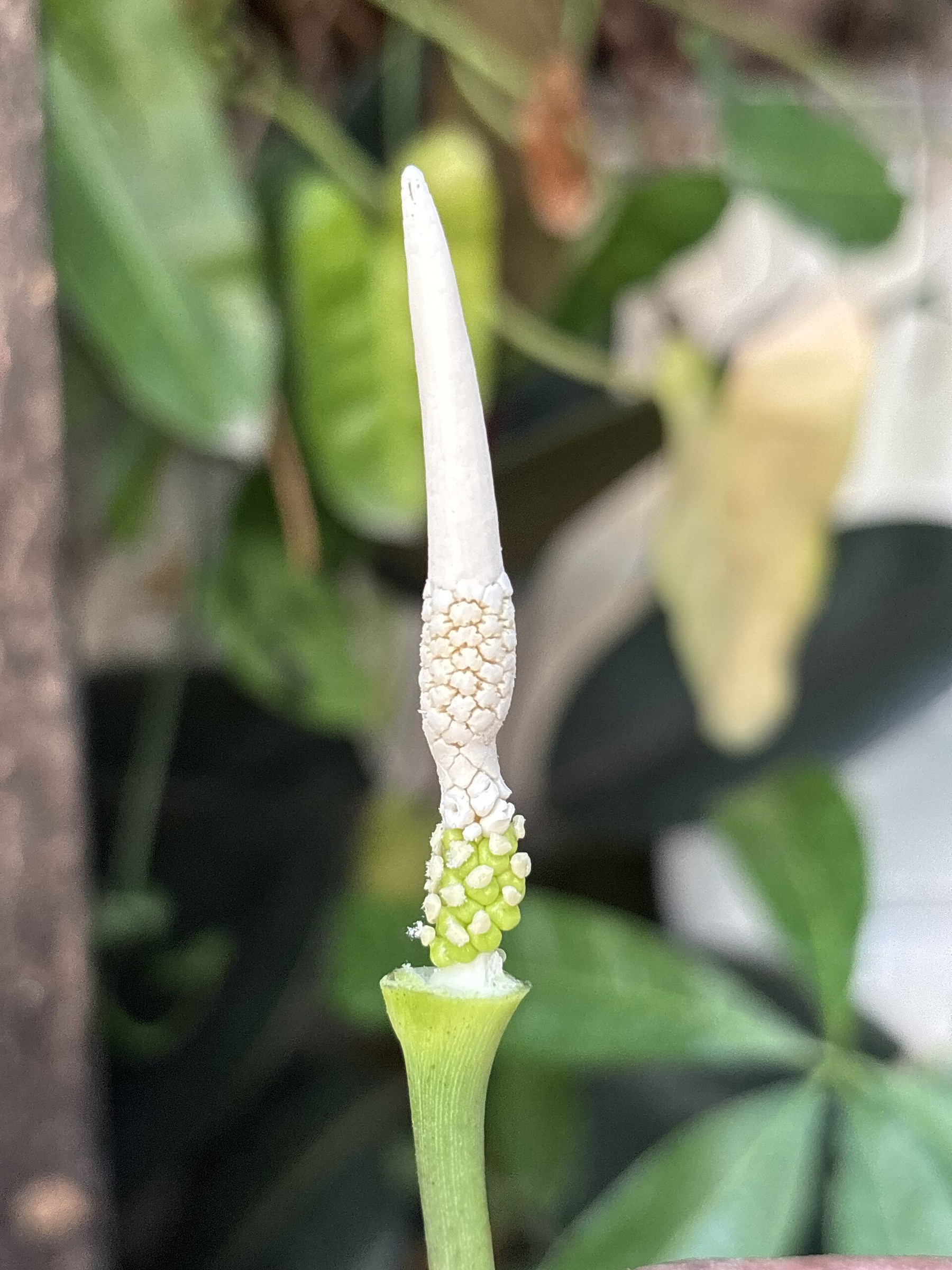 Elephant Ear Borneo King — flowers or notable detail