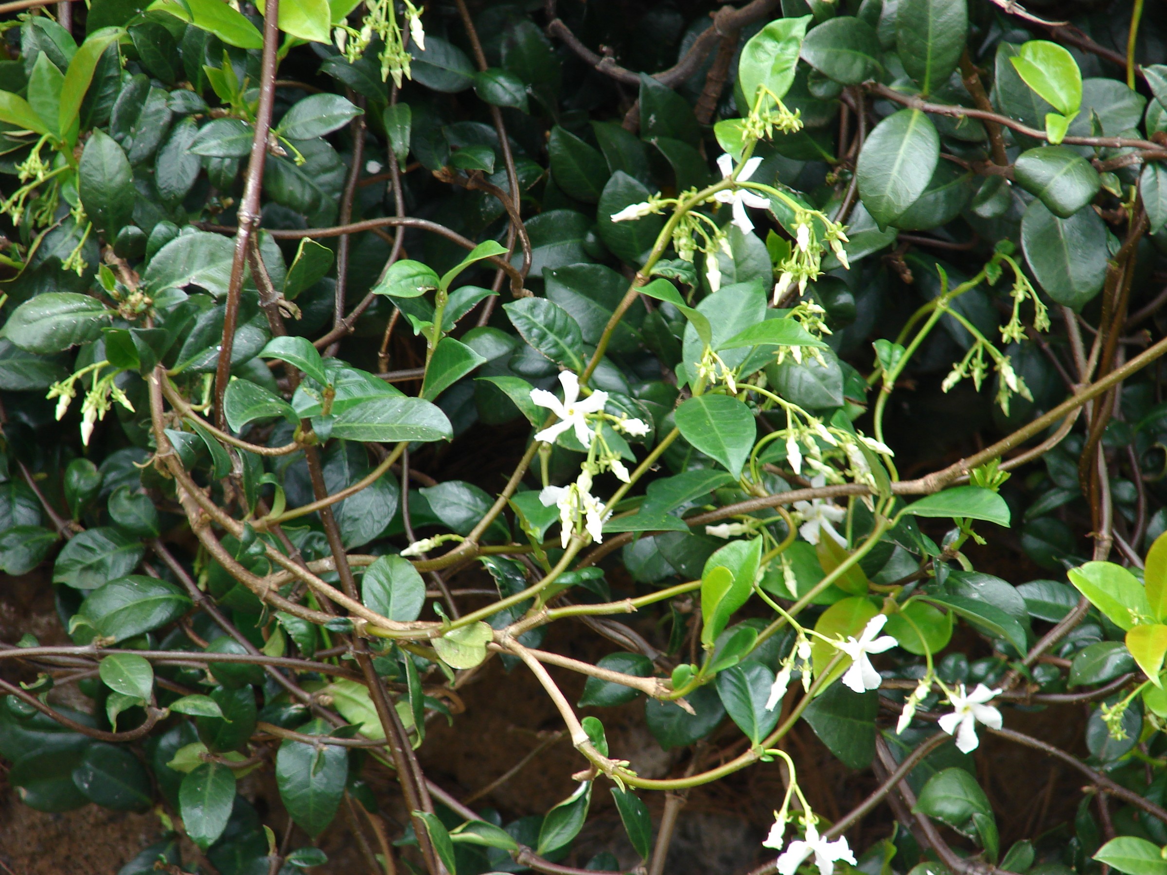 Jasmine, Confederate, Star — flowers or notable detail