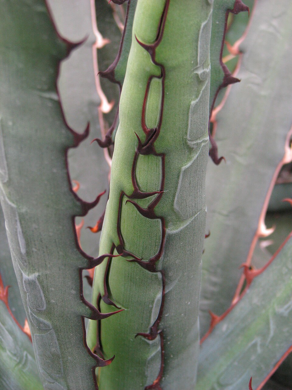 Agave, Quadricolor — whole plant