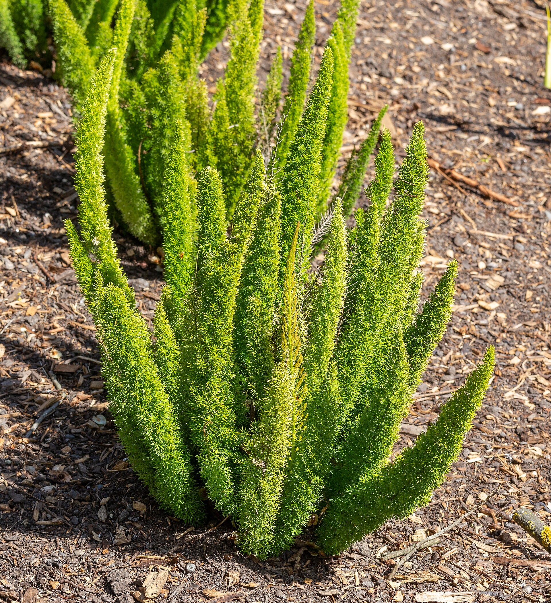 Fern, Asparagus — whole plant
