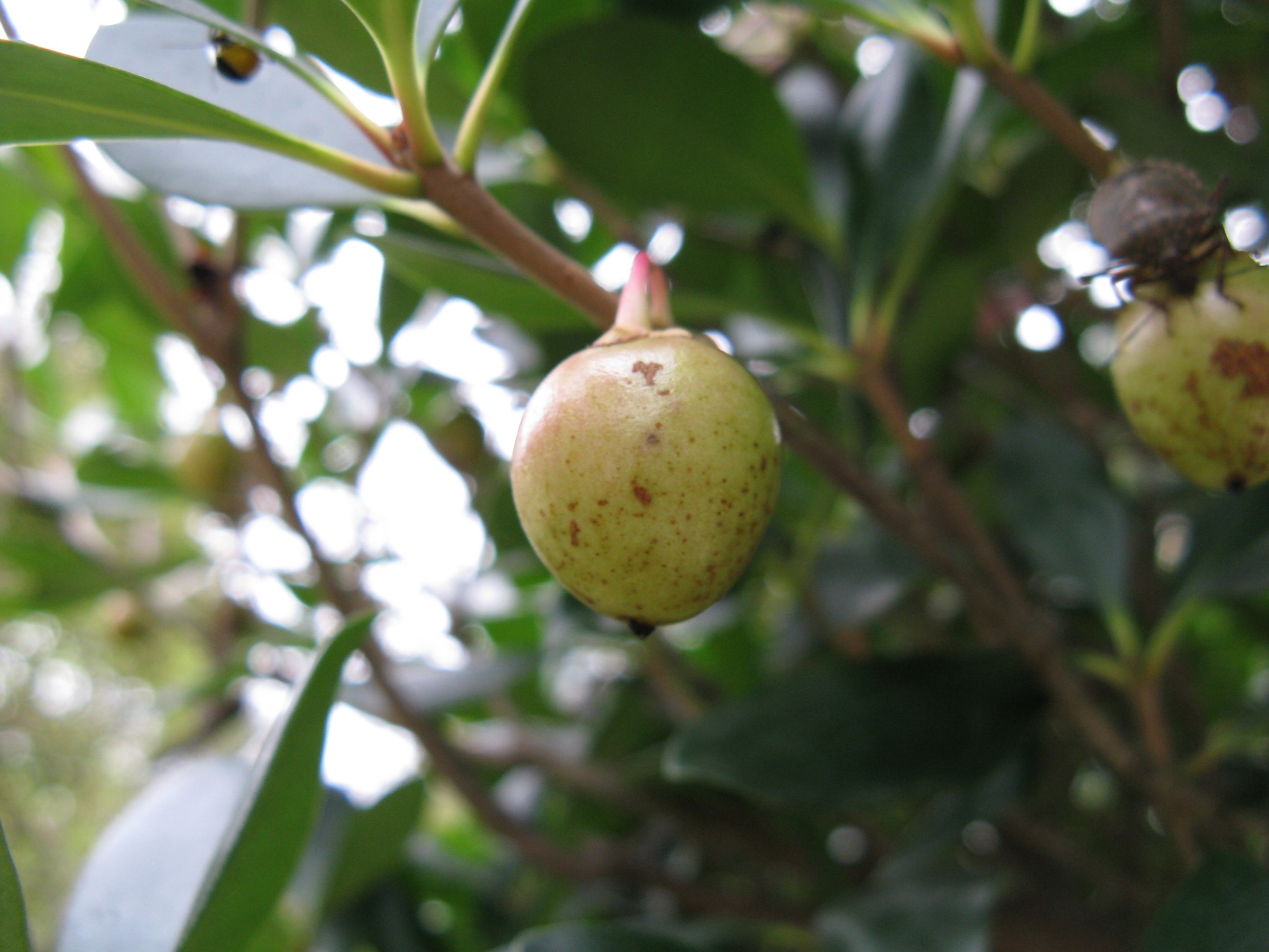 Cleyera — whole plant