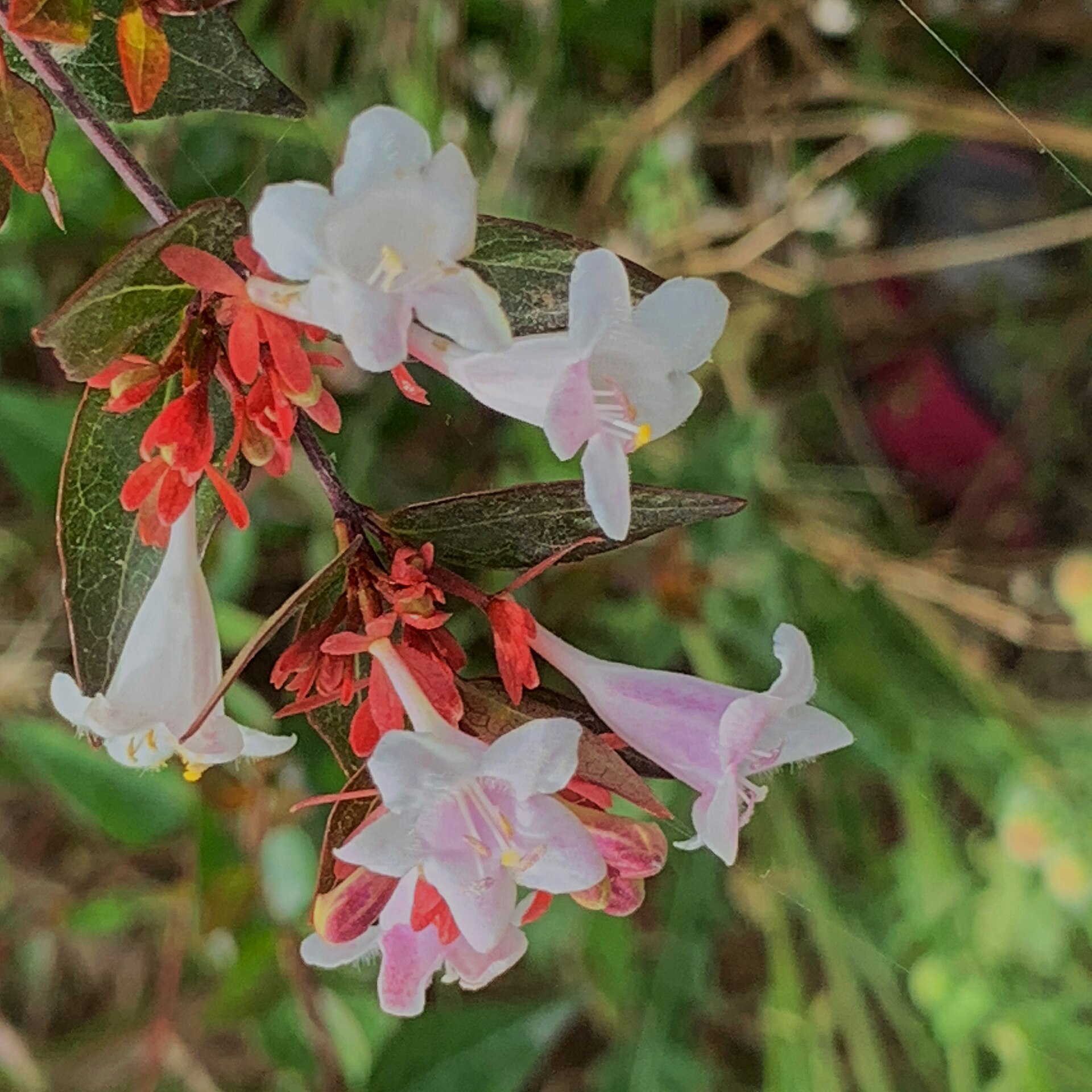 Abelia, Kaleidescope — flowers or notable detail
