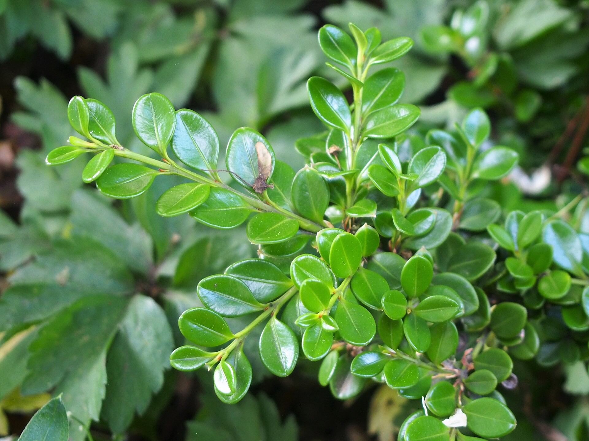 Topiary, Boxwood Globe Baby Gem — whole plant