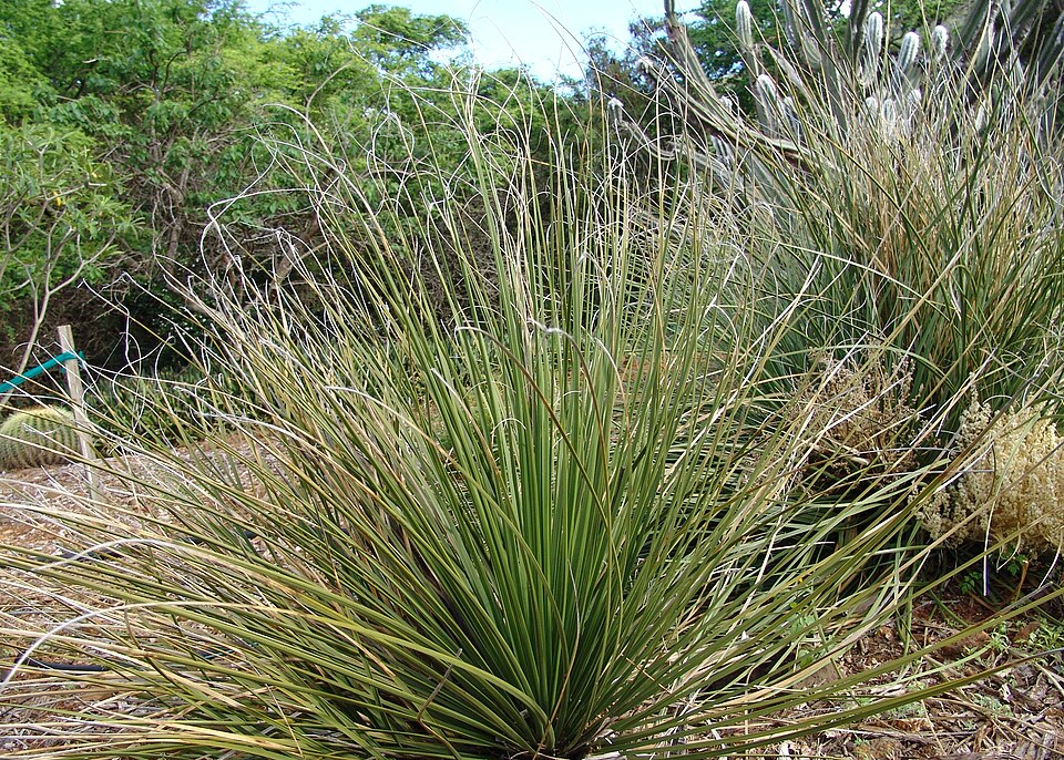 Nolina Bear Grass — whole plant