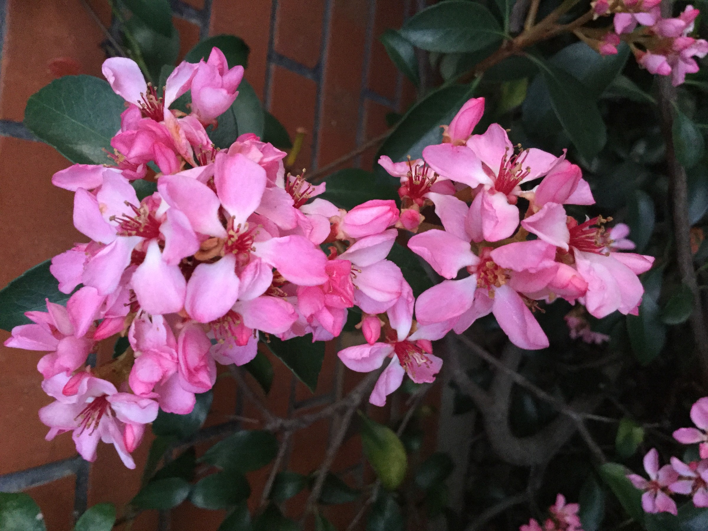 Hawthorn, Snow Pink — flowers or notable detail