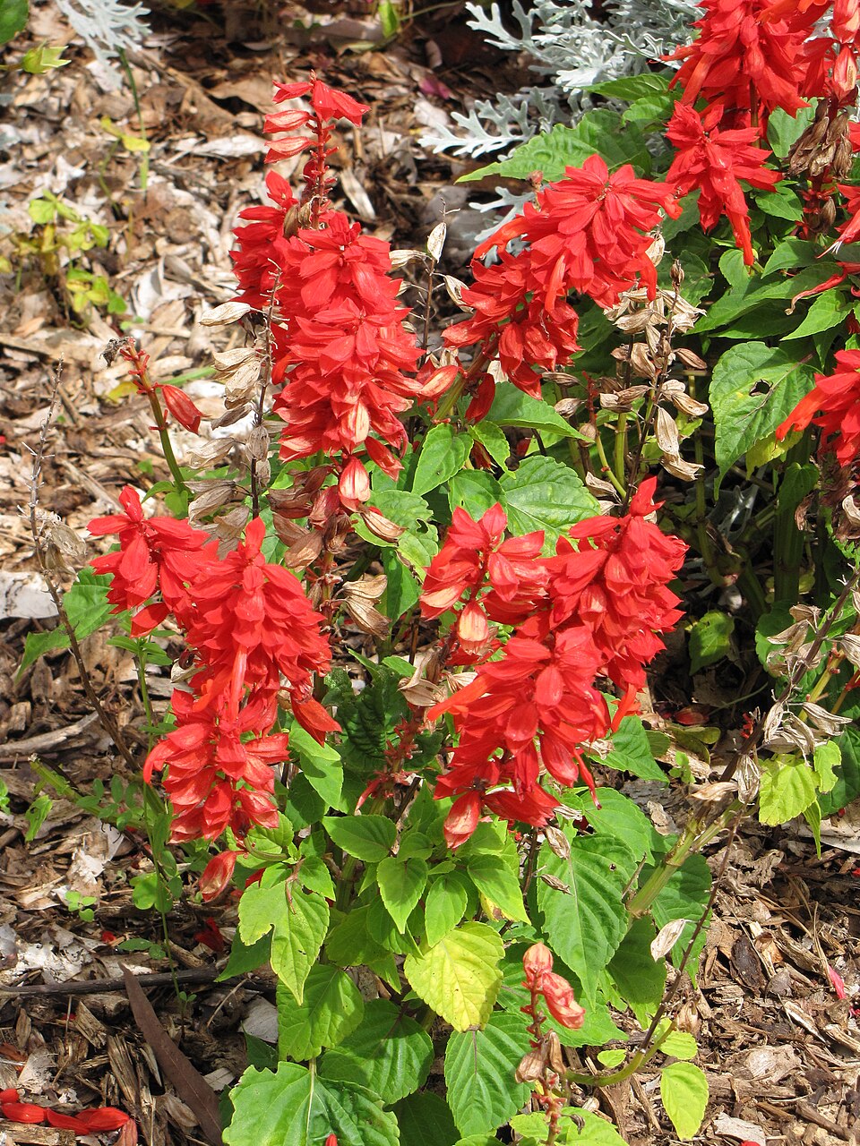 Salvia, Annual Red — whole plant