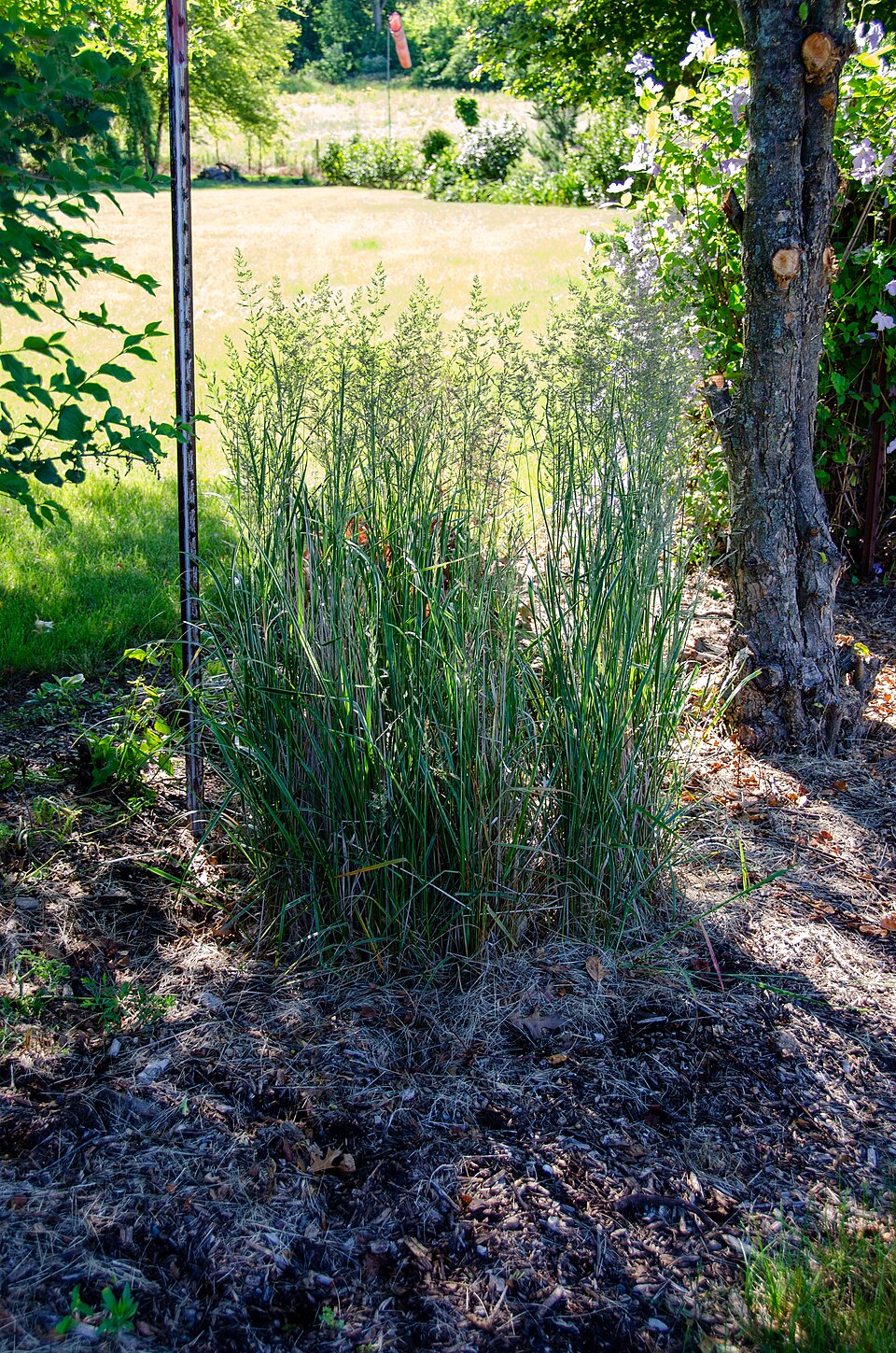 Grass, Adagio — flowers or notable detail