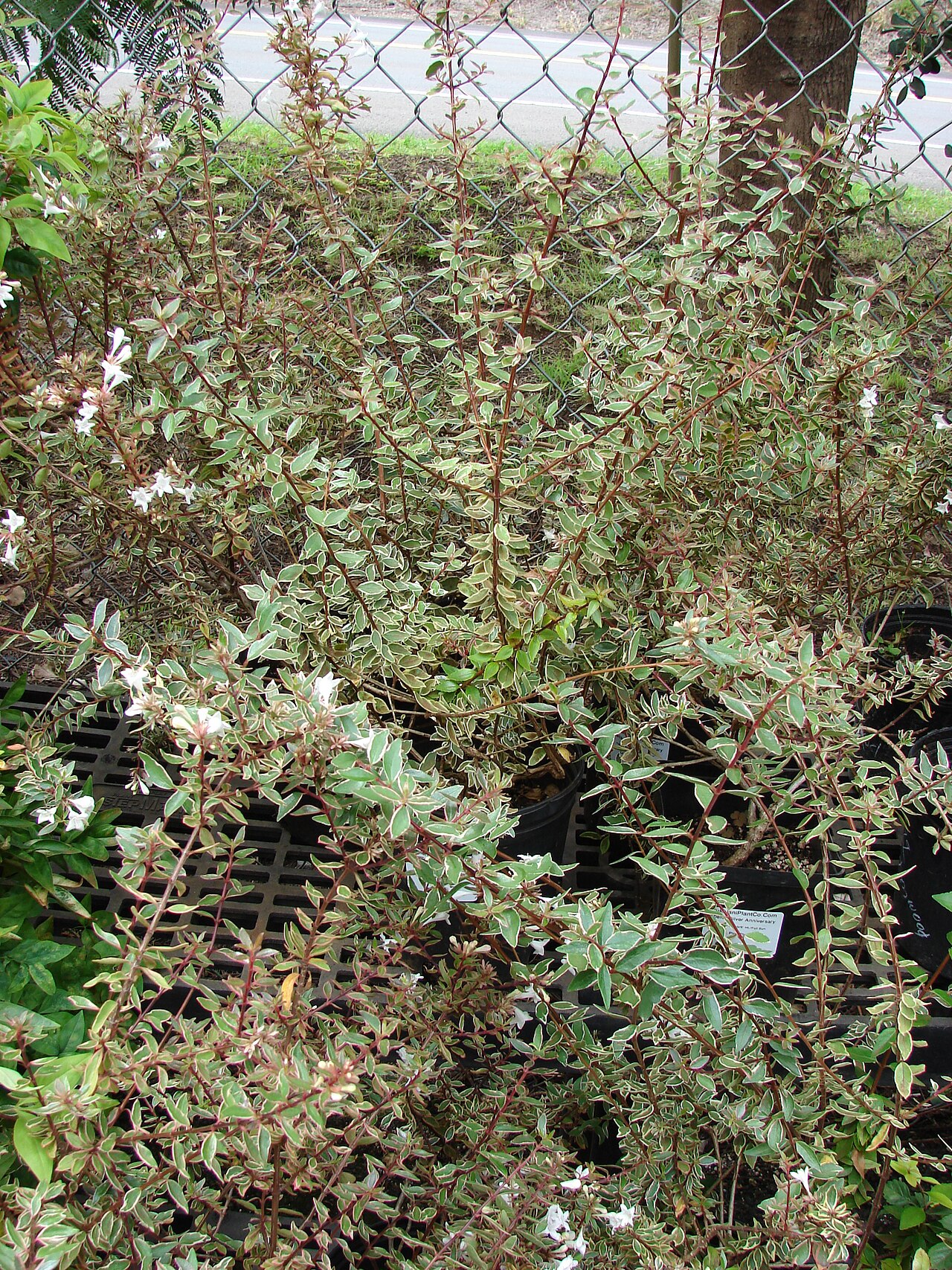 Abelia, Glossy — whole plant