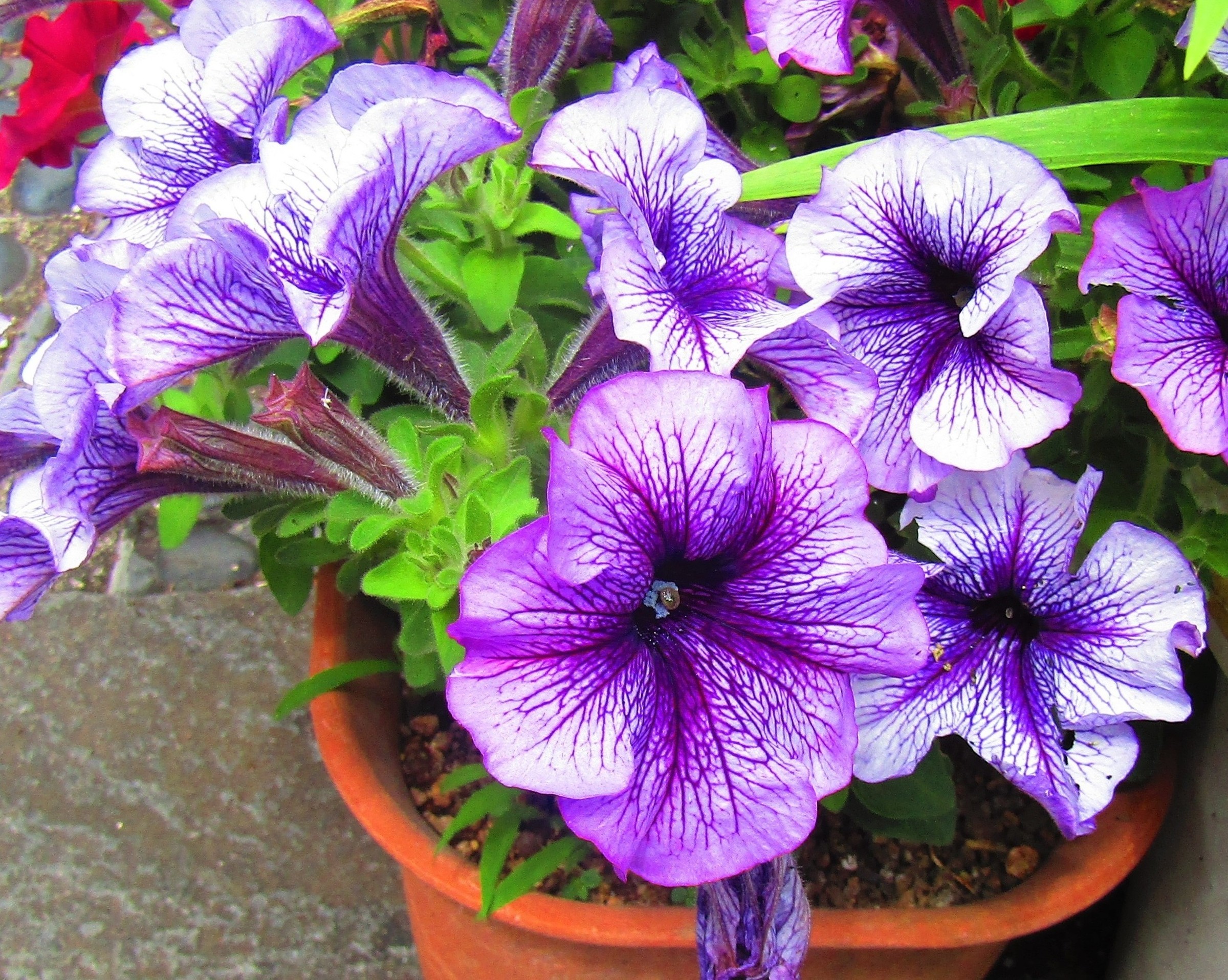 Petunia — whole plant