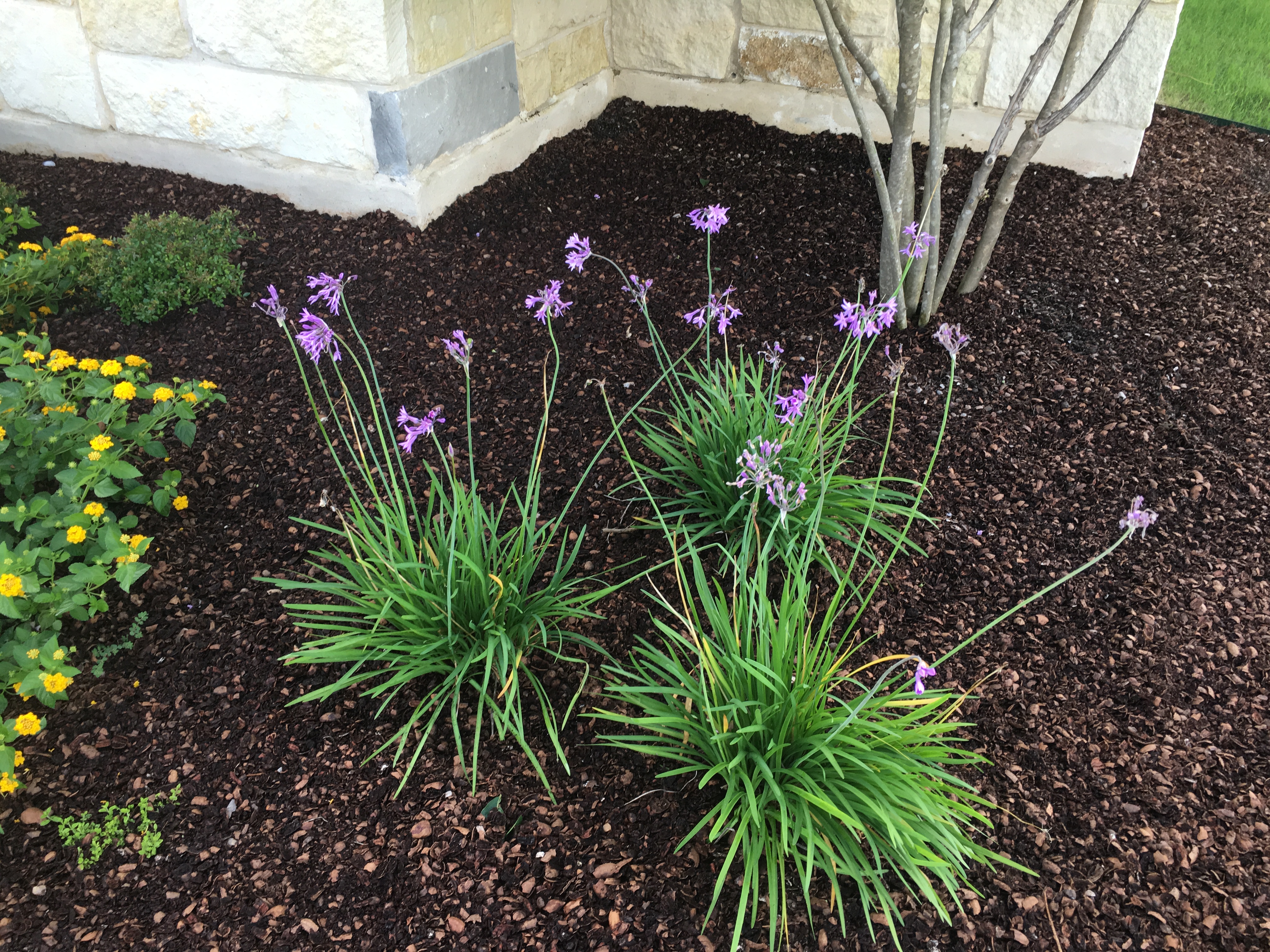 Society Garlic — whole plant