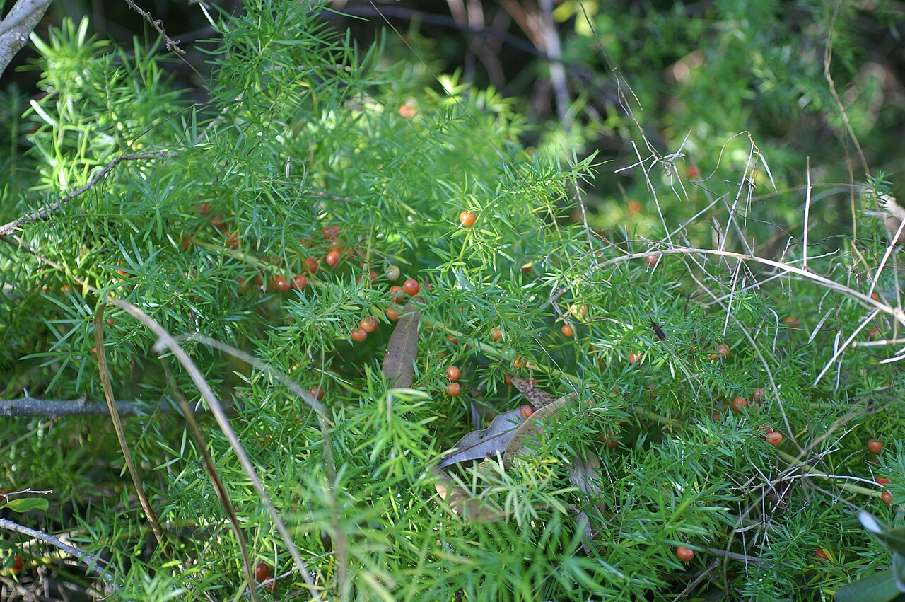 Fern, Asparagus — flowers or notable detail