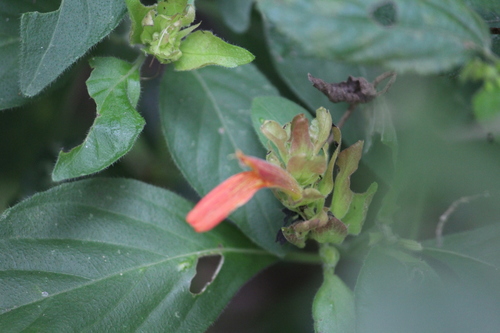 Shrimp Plant Red — whole plant