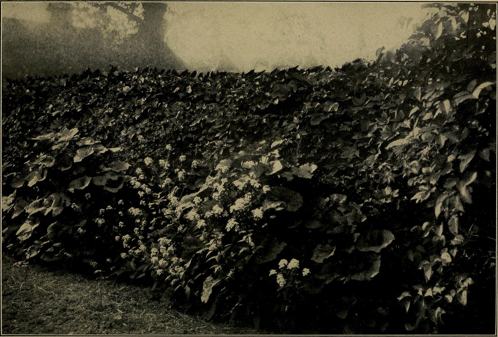 Cherry Laurel — whole plant