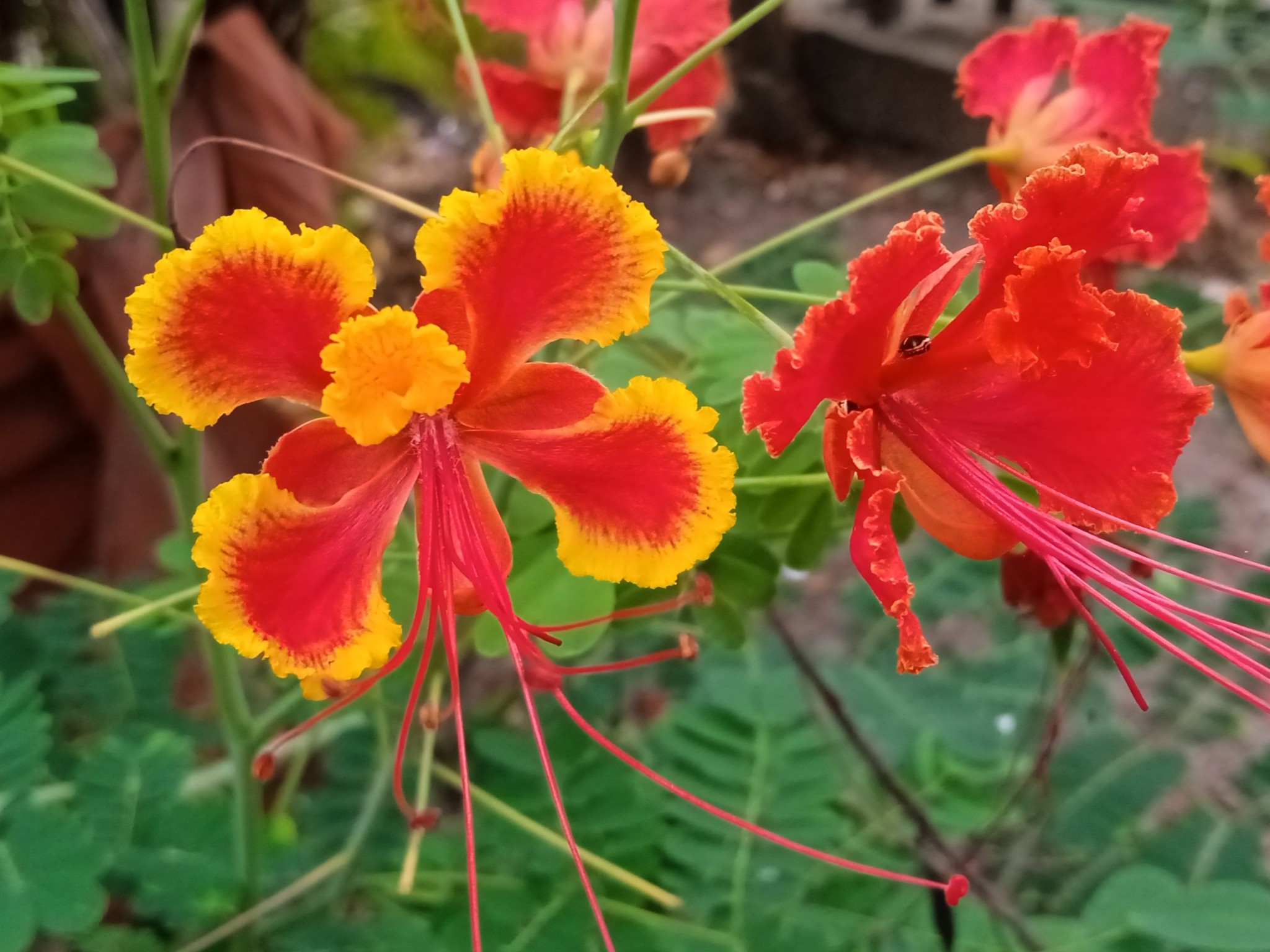 Pride Of Barbados — flowers or notable detail