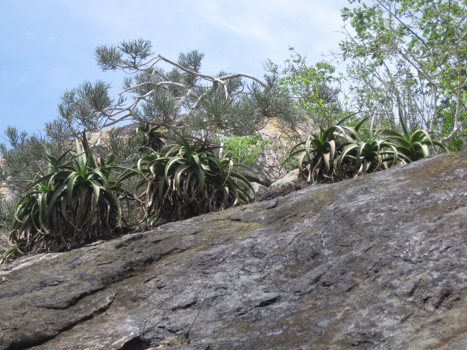 Firesticks — whole plant