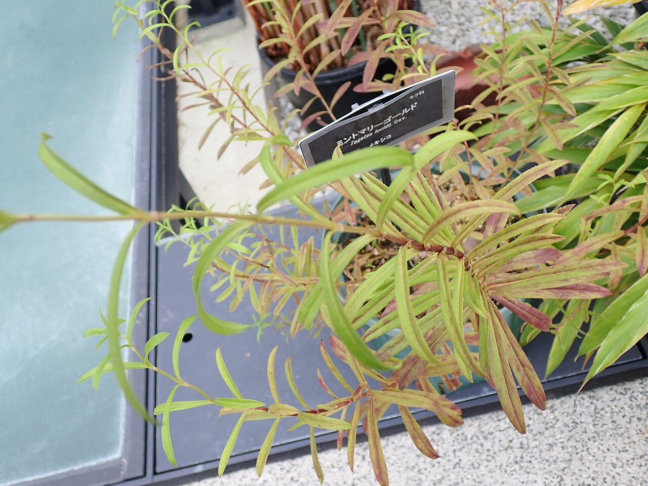 Mexican Mint Marigold — whole plant