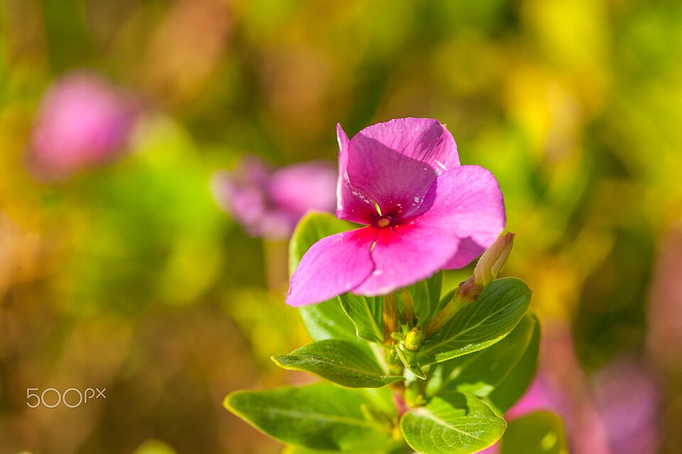 Vinca - Cora XDR — whole plant
