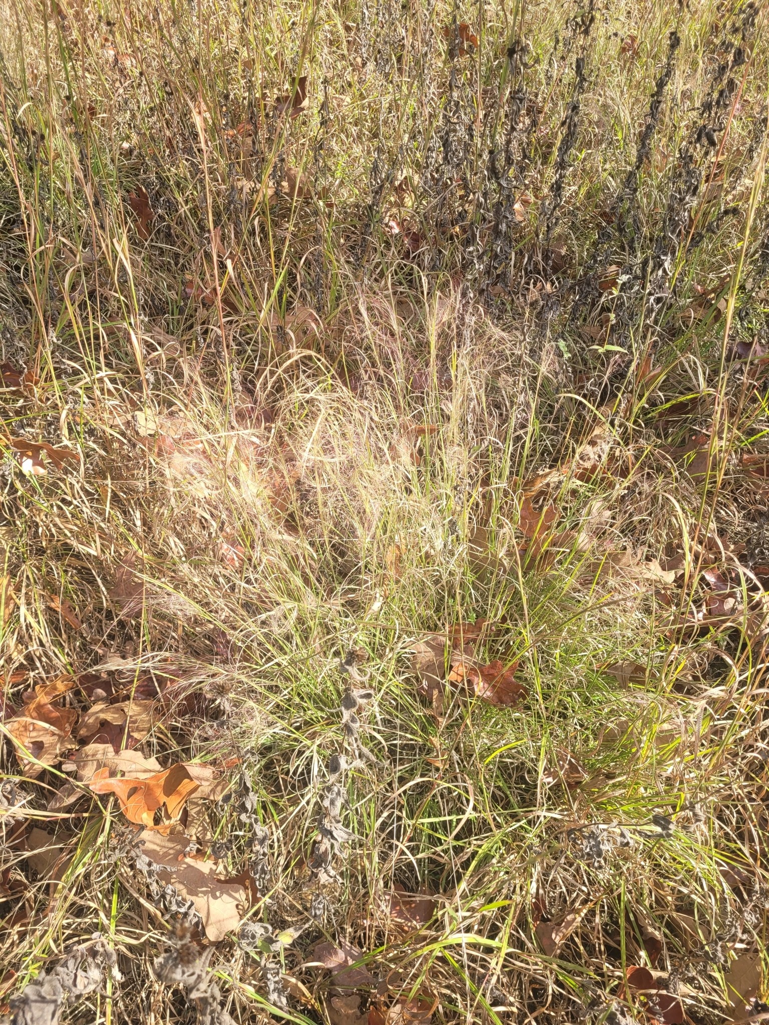 Gulf Muhly — flowers or notable detail
