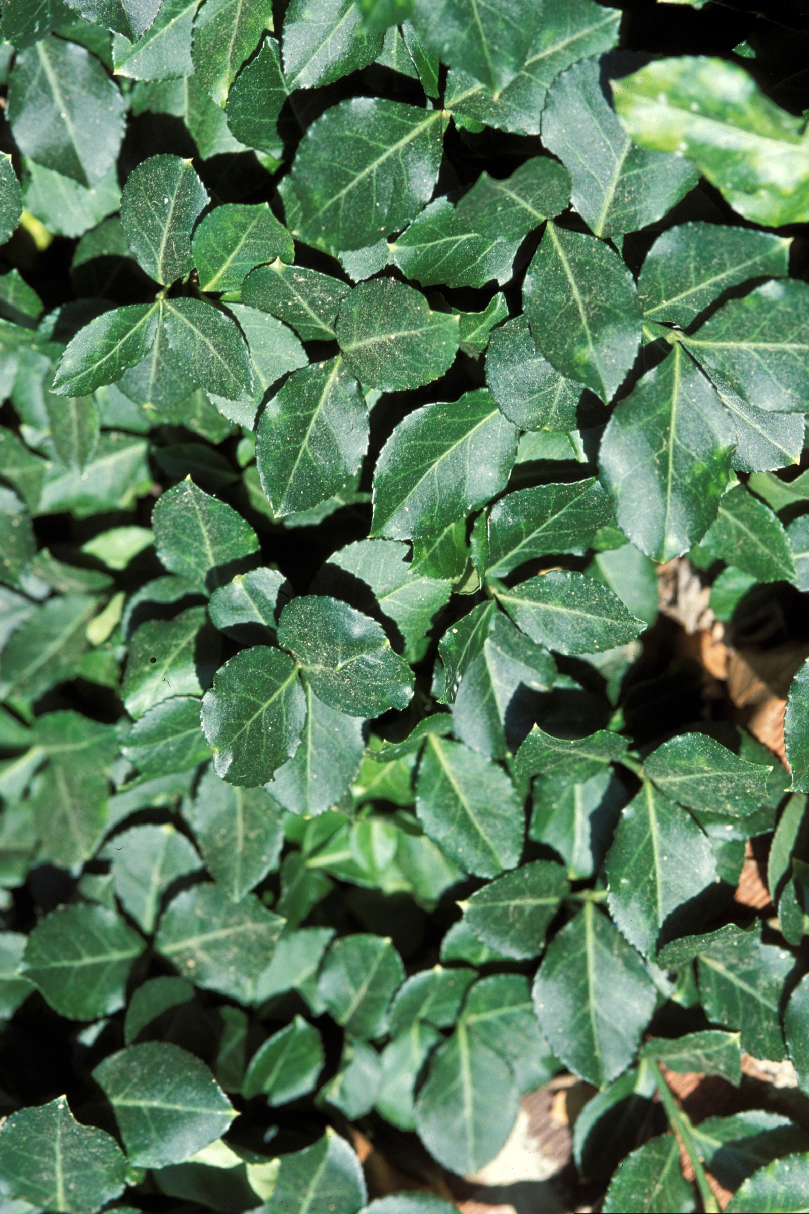 Wintercreeper — flowers or notable detail