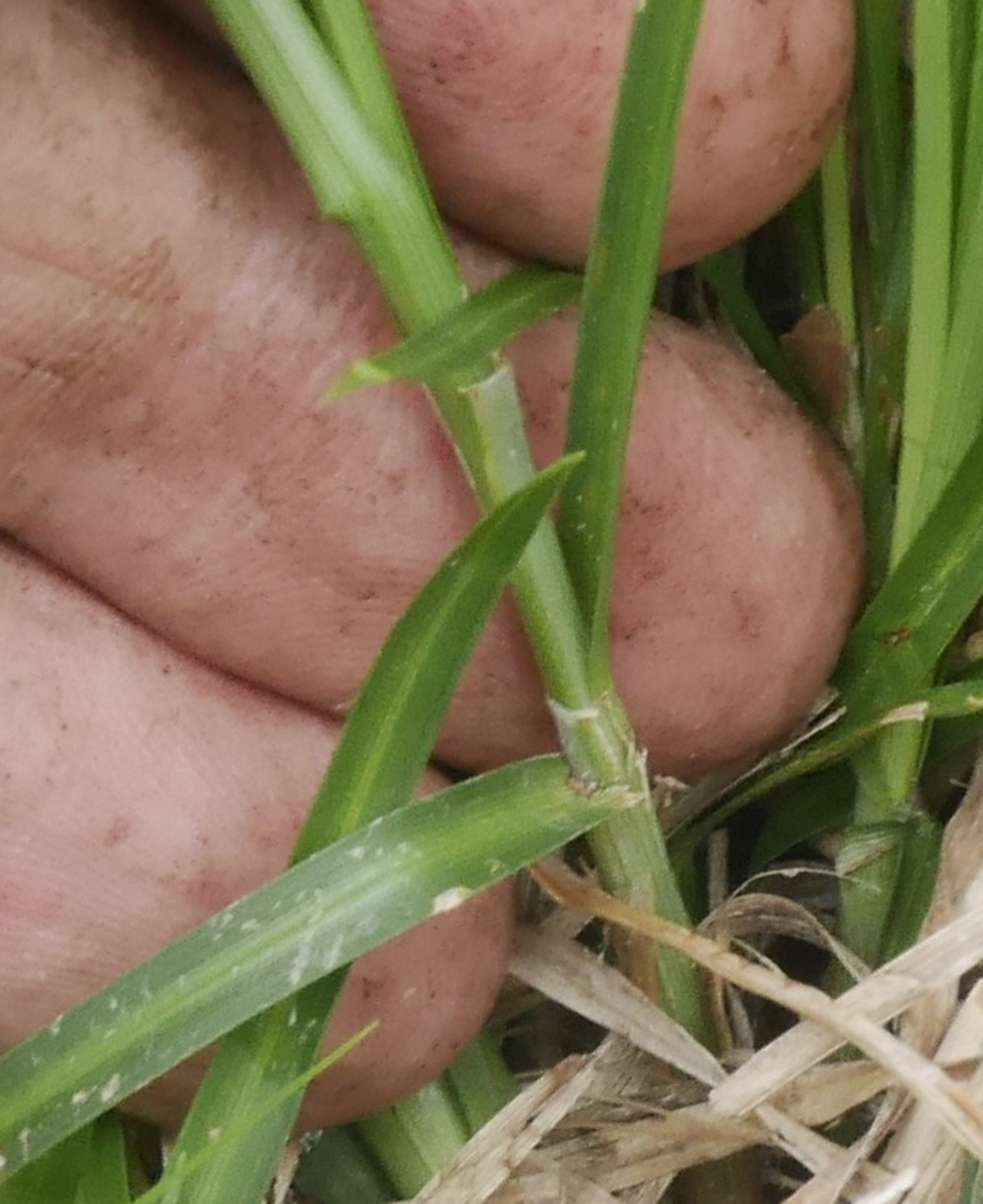Sedge, Berkeley — flowers or notable detail