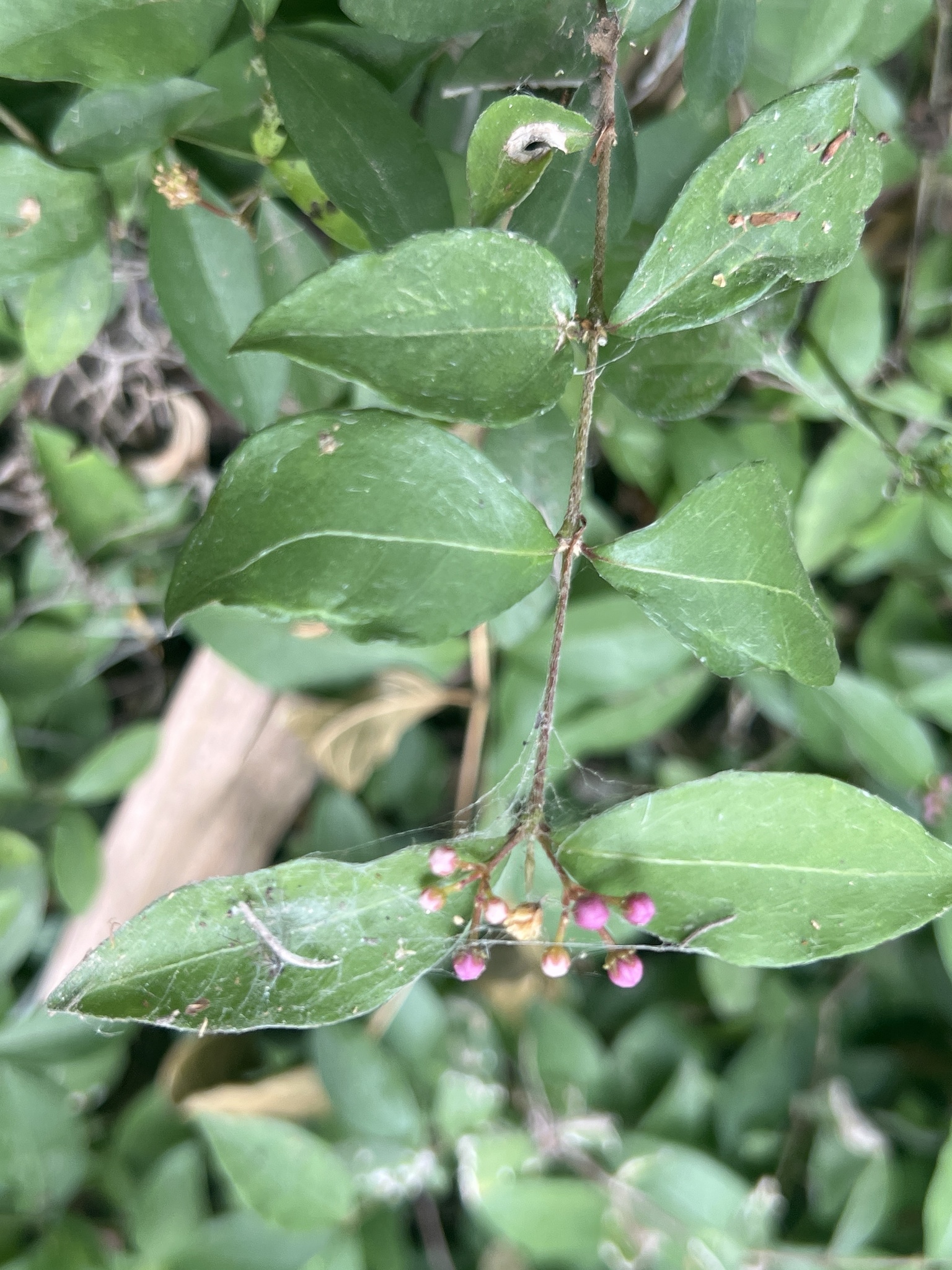 Cherry, Dwarf Barbados — whole plant