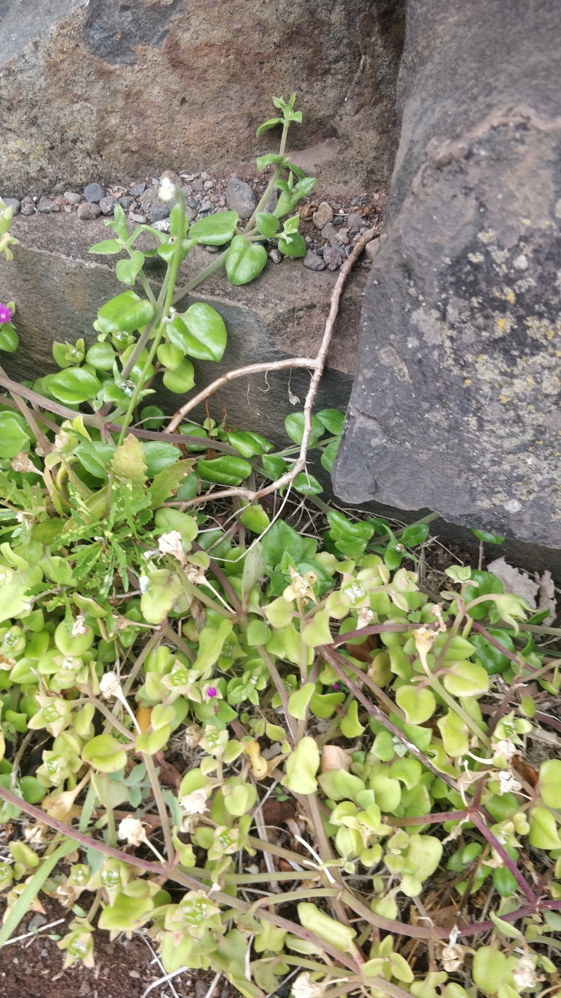 Ice Plant, Variegated — flowers or notable detail