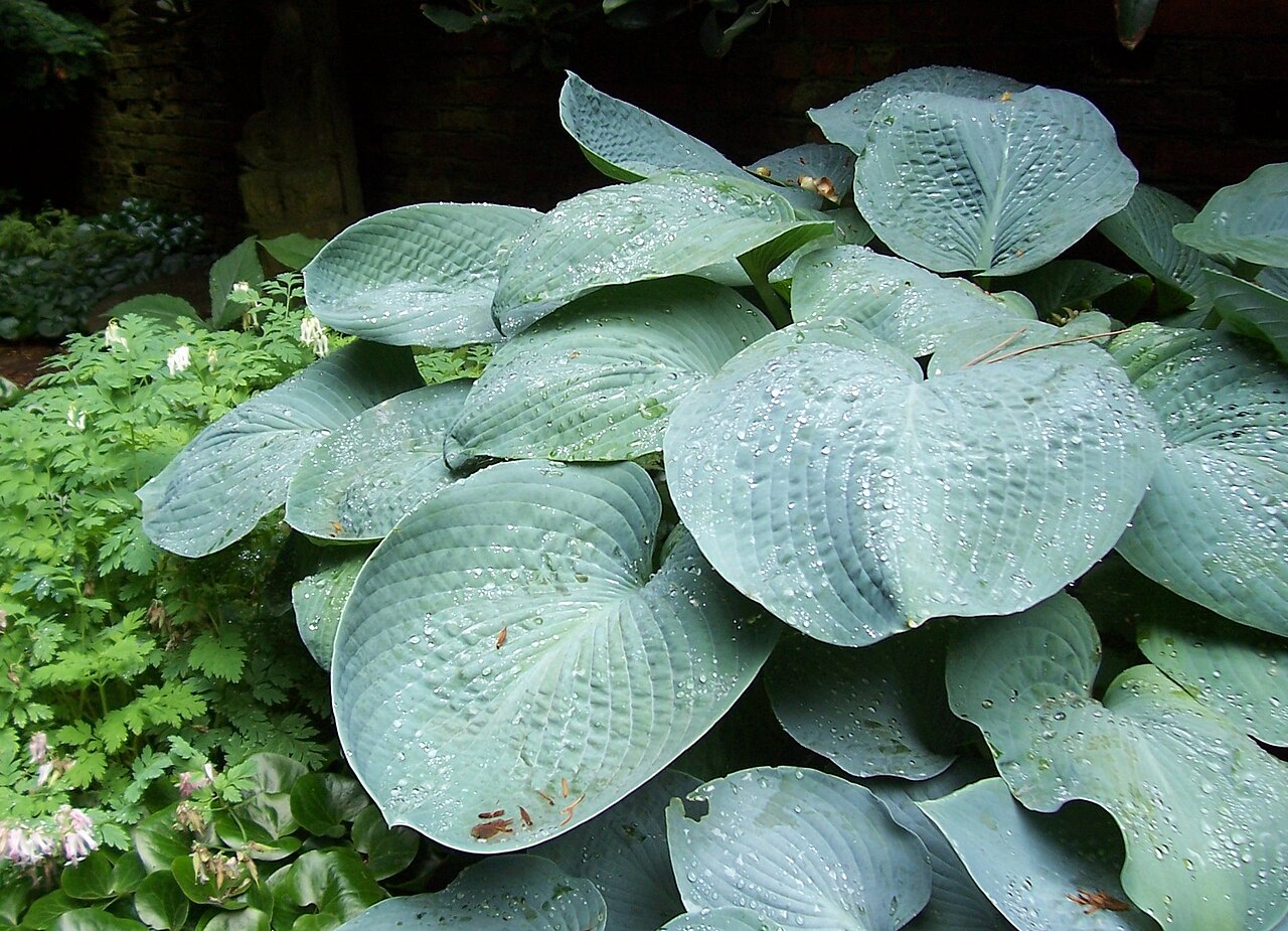 Hosta, Assorted — whole plant