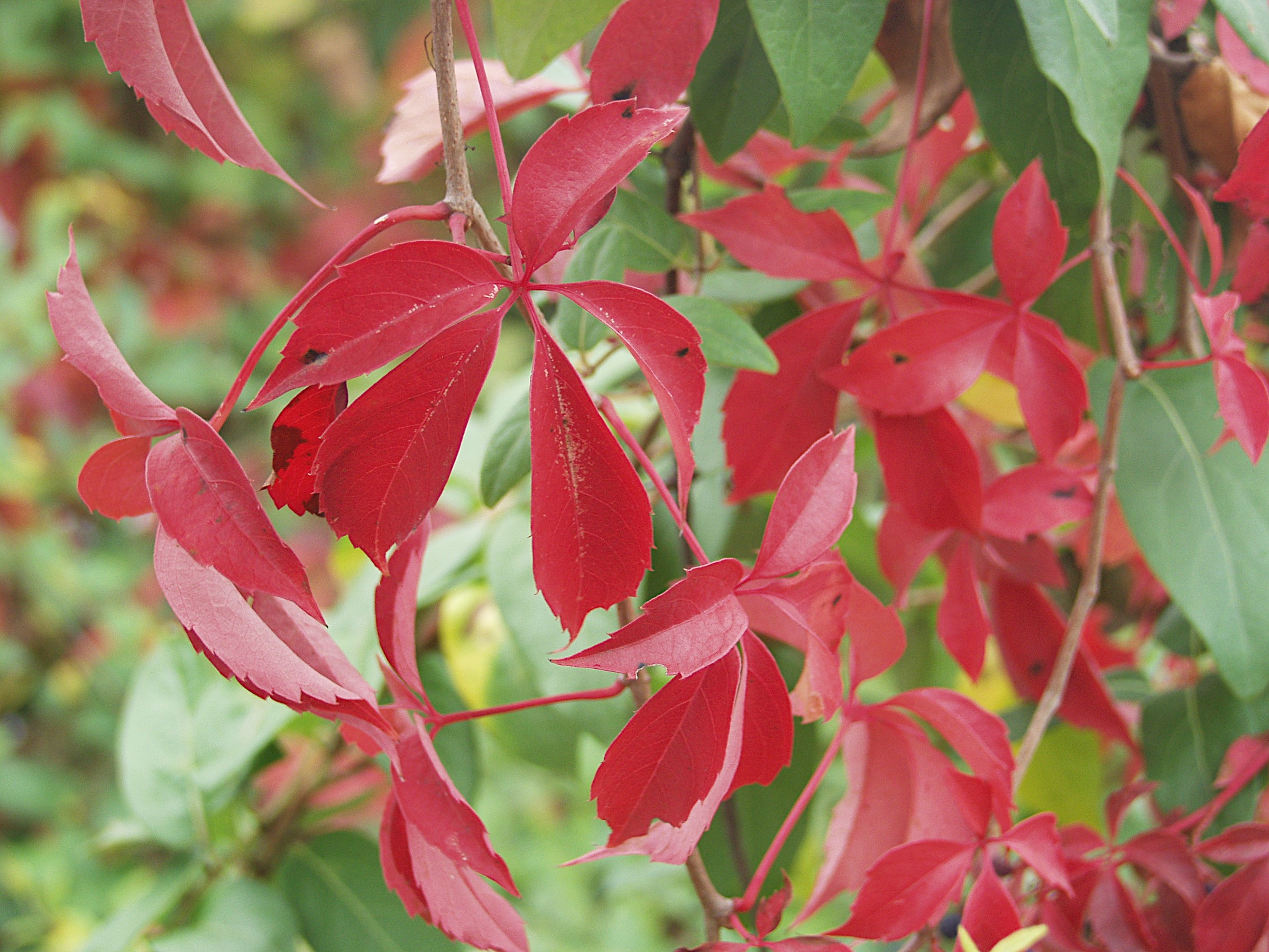 Hacienda Creeper — flowers or notable detail