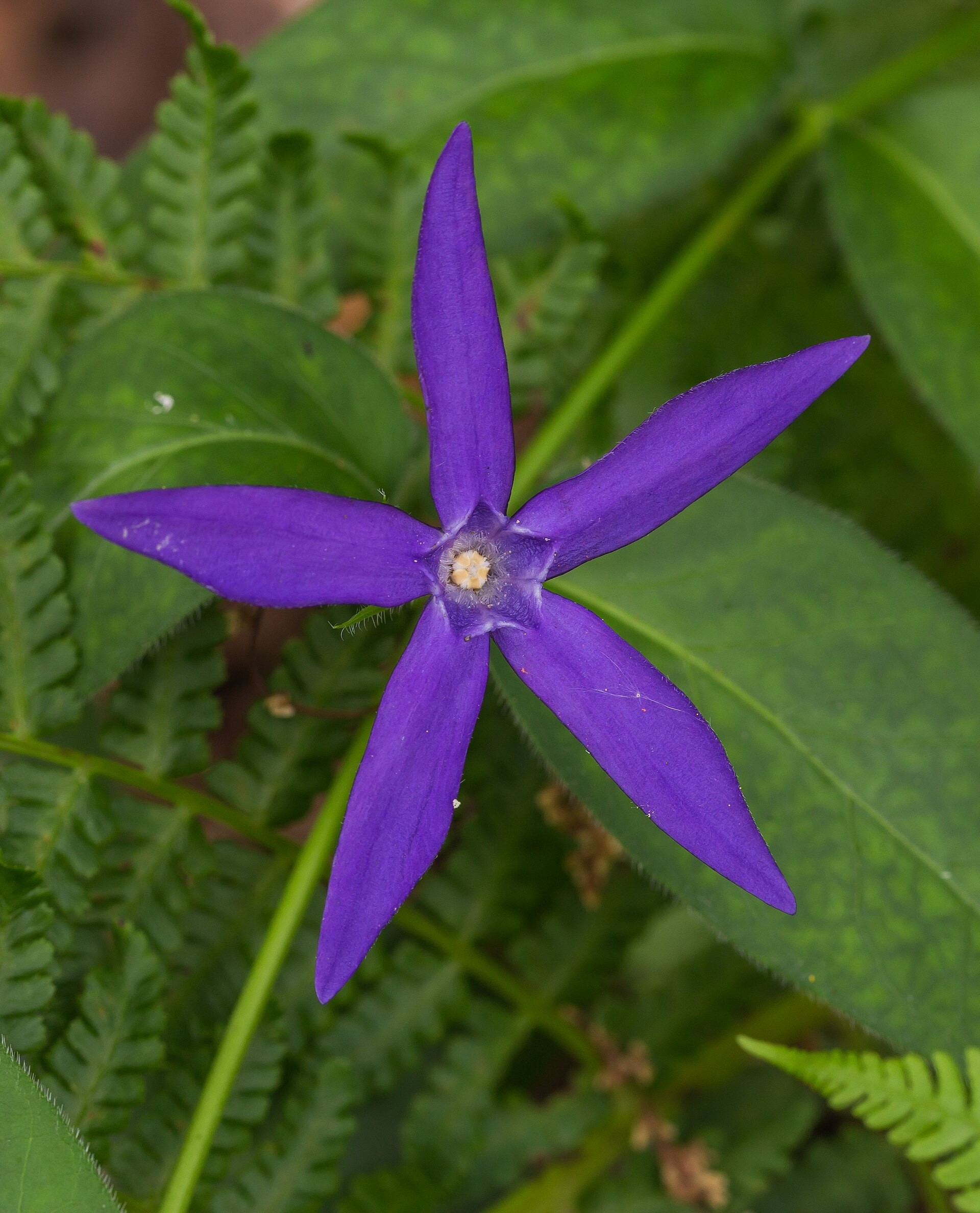 Vinca Major — flowers or notable detail