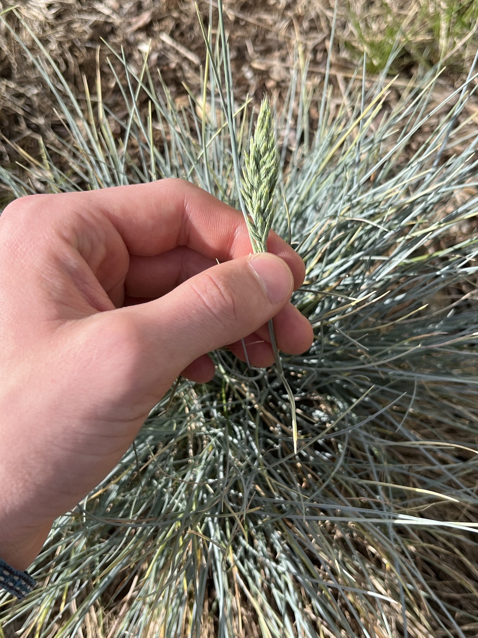 Grass, Blue Fescue — flowers or notable detail